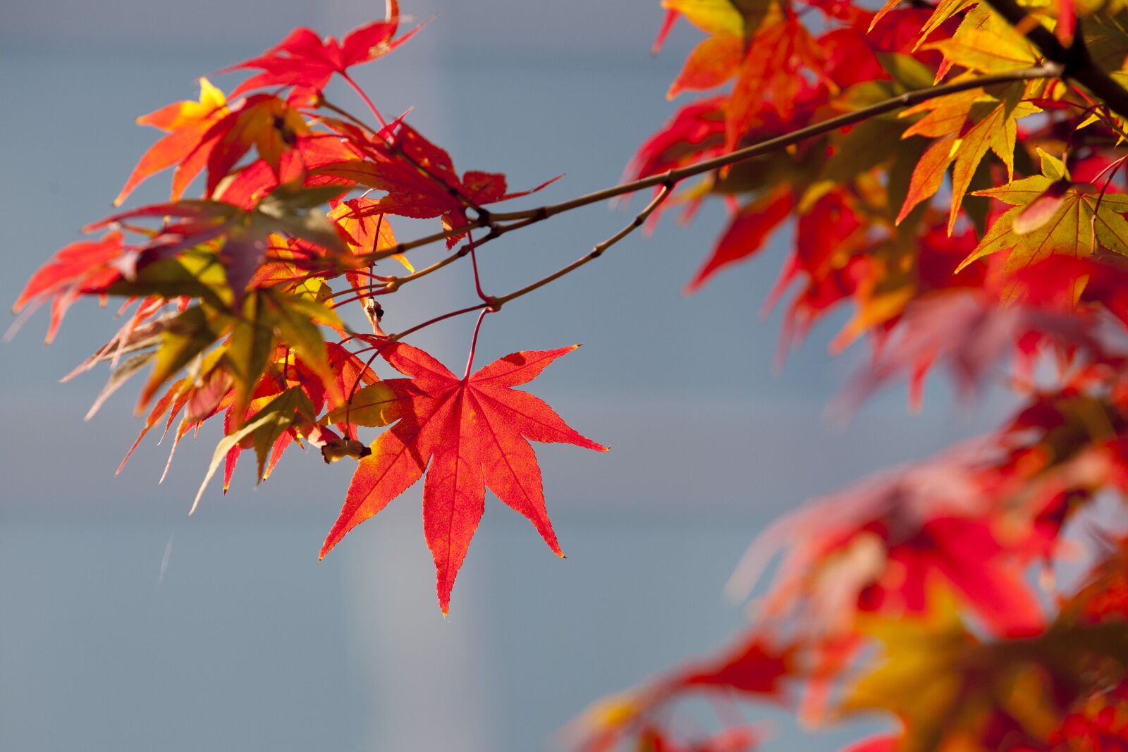 Canon EOS 5D sample photo. Autumn leaves, autumn, red photography