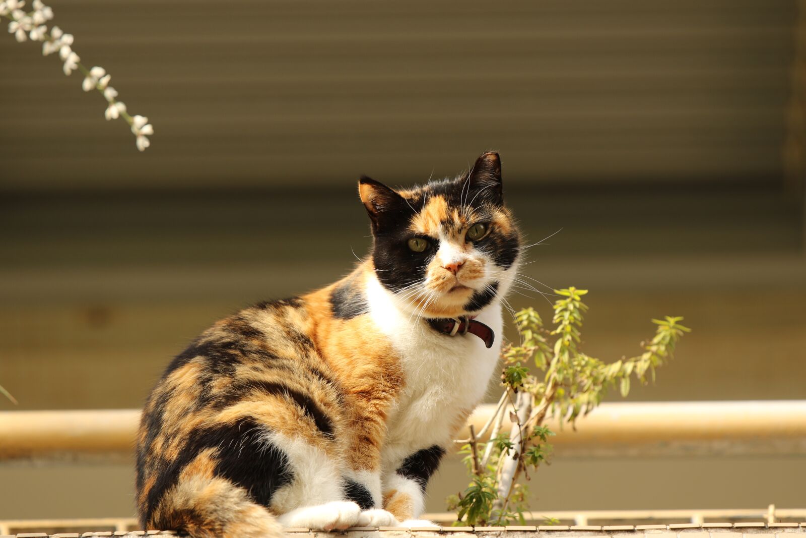 Canon EOS 7D Mark II sample photo. Animal, cat, portrait photography