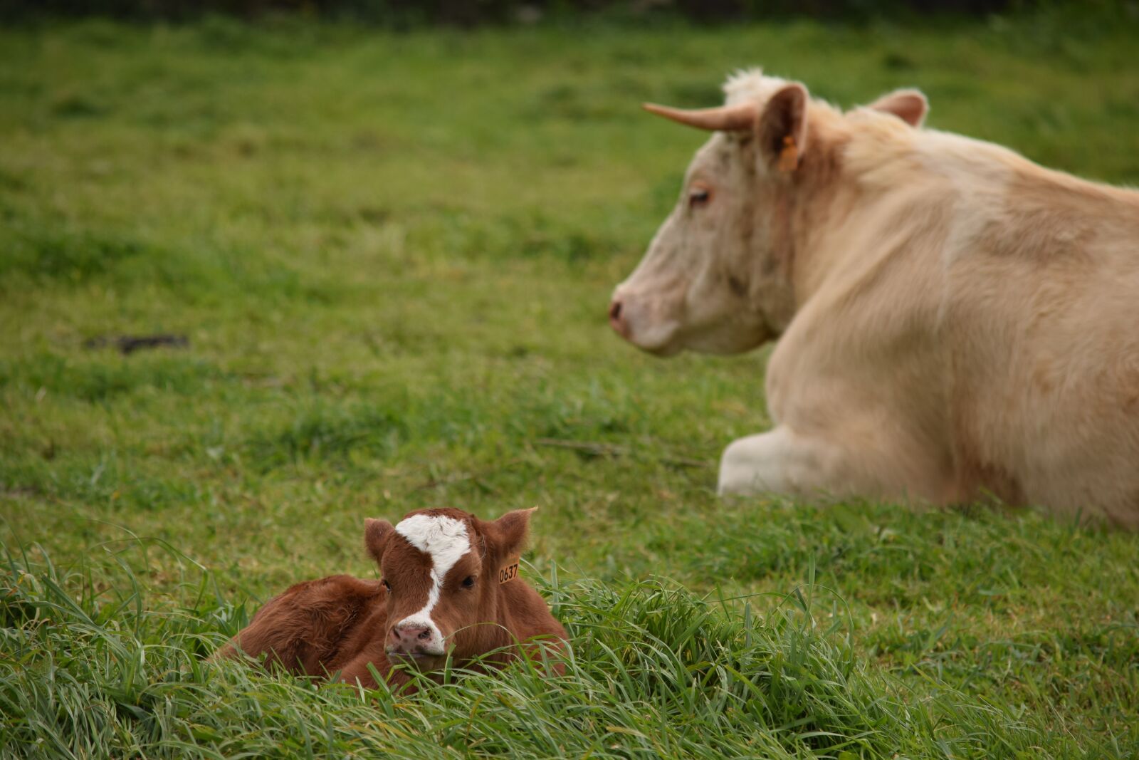 Nikon D3300 sample photo. Cattle, cow, mom photography