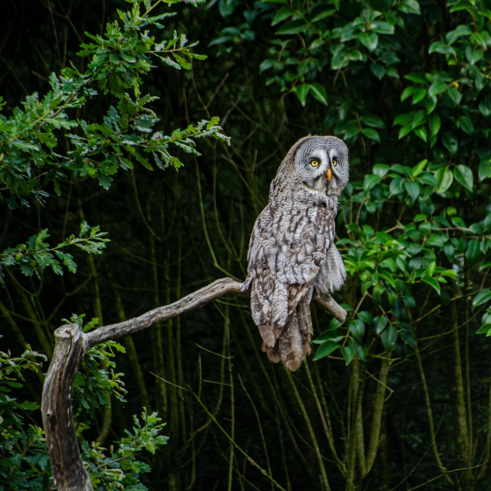 Nikon D7000 sample photo. Owl, raptor, bird photography