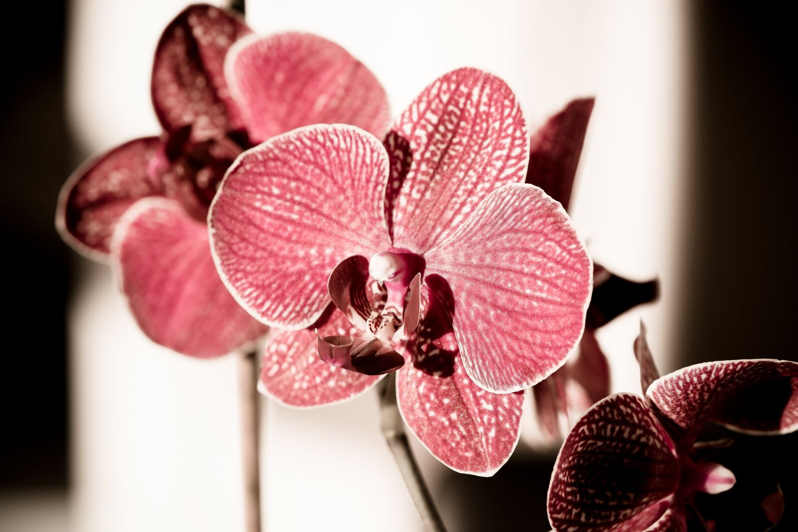 Nikon D750 sample photo. Orchid, blossom, bloom photography