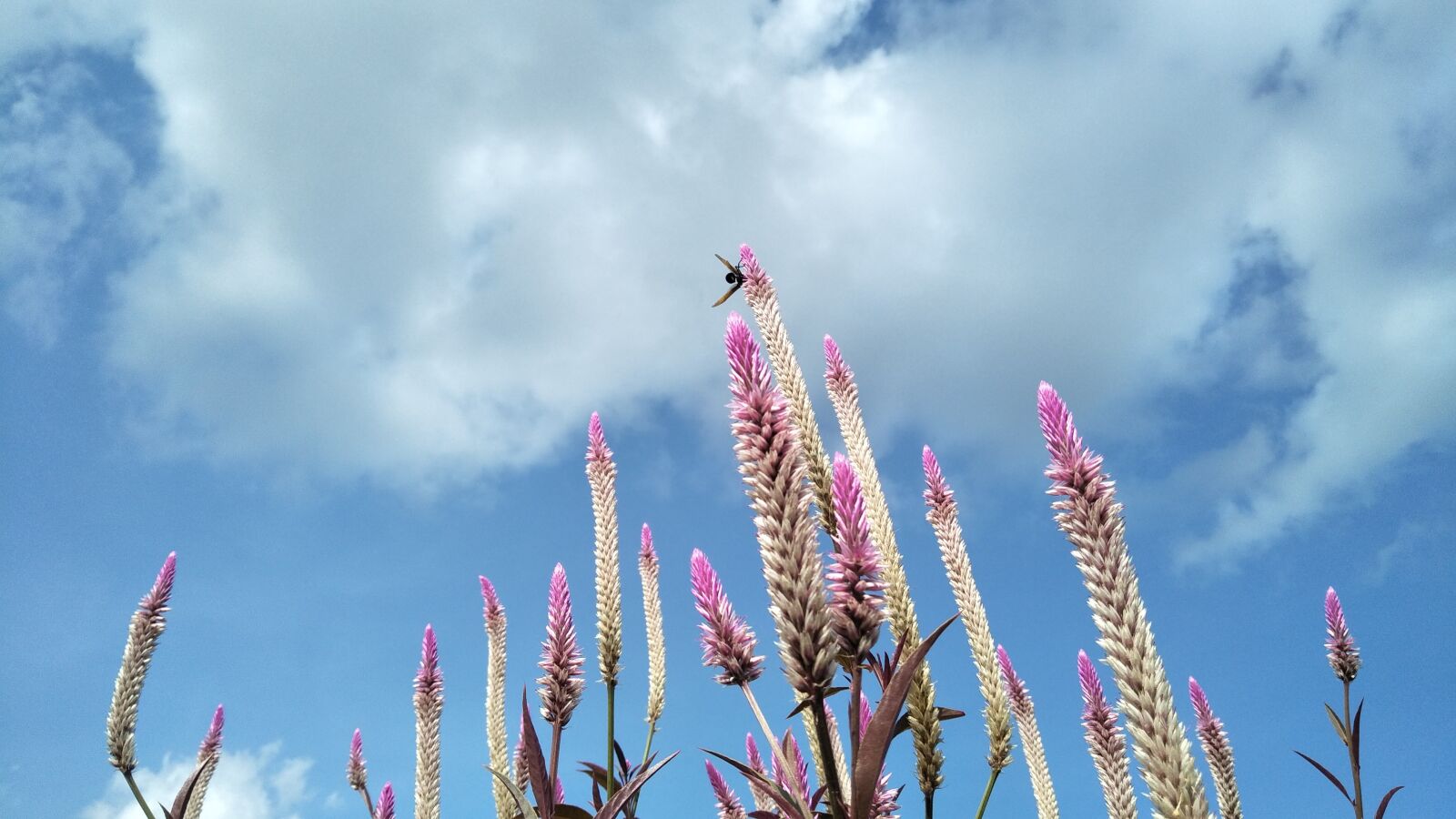 OPPO CPH1701 sample photo. Flowers, the sky, cloud photography