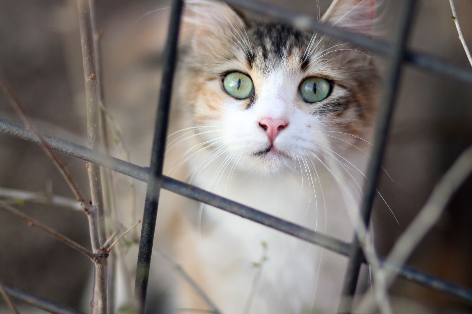 Canon EOS 700D (EOS Rebel T5i / EOS Kiss X7i) + Canon EF 85mm F1.8 USM sample photo. Cat, coloring, pet photography