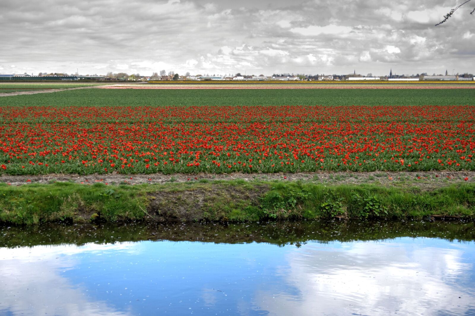 Canon EOS 1000D (EOS Digital Rebel XS / EOS Kiss F) sample photo. Tulips, bed, flowers photography