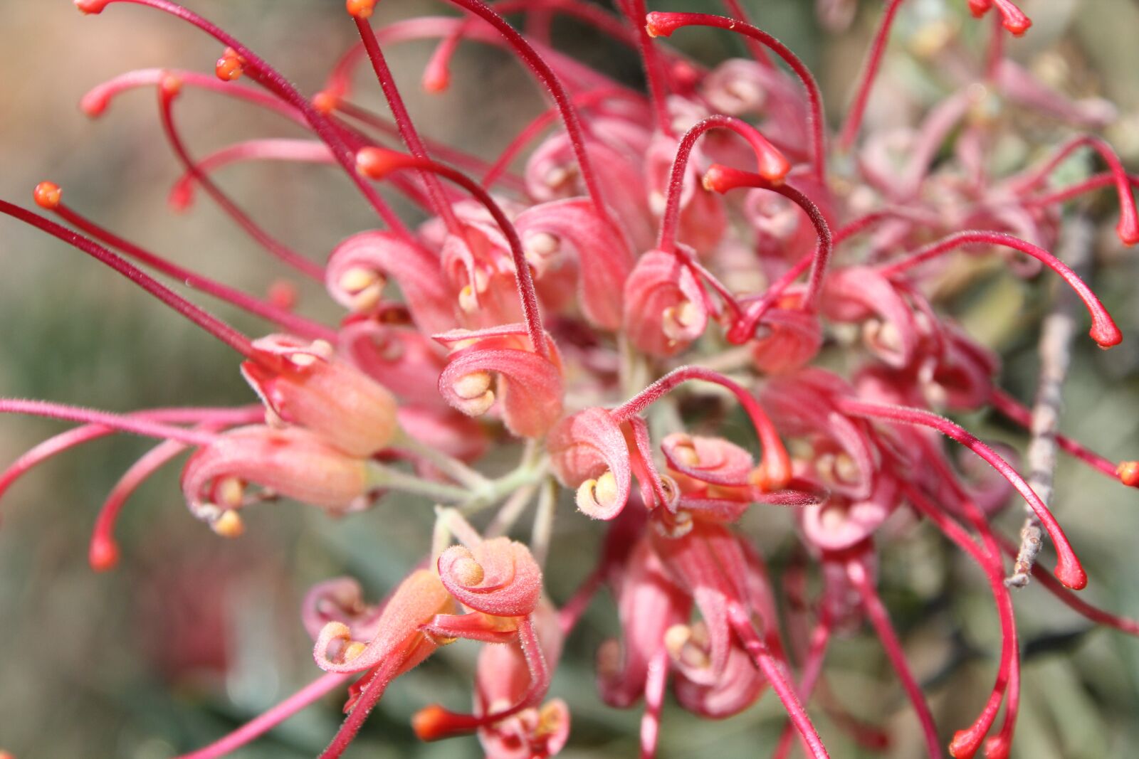 Canon EOS 60D sample photo. Native, plant, red photography