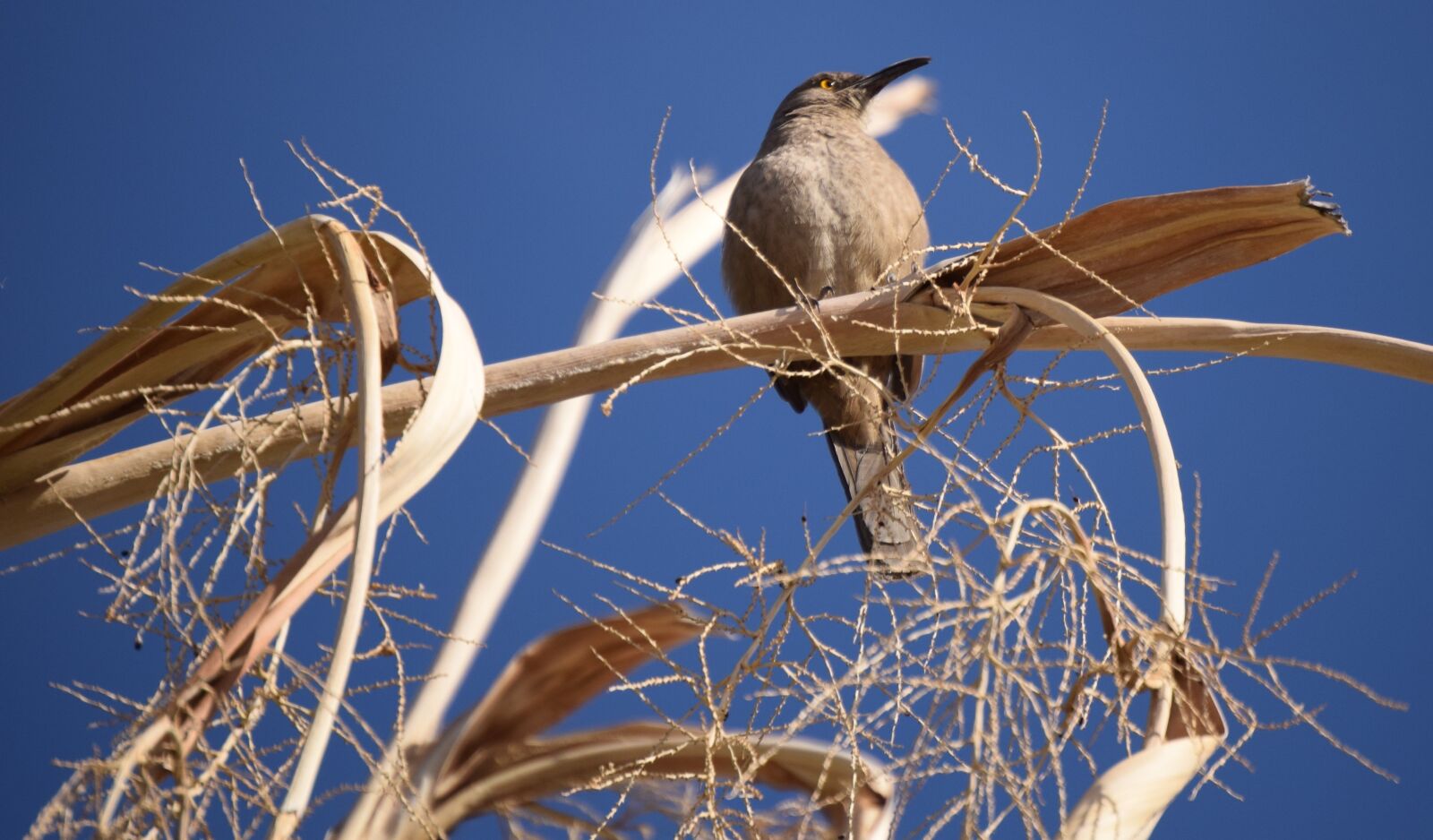 Nikon D5300 sample photo. Bird, nature, feather photography