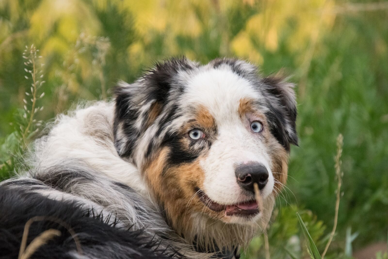 Nikon D3300 sample photo. Australian shepherd, dog, spotted photography