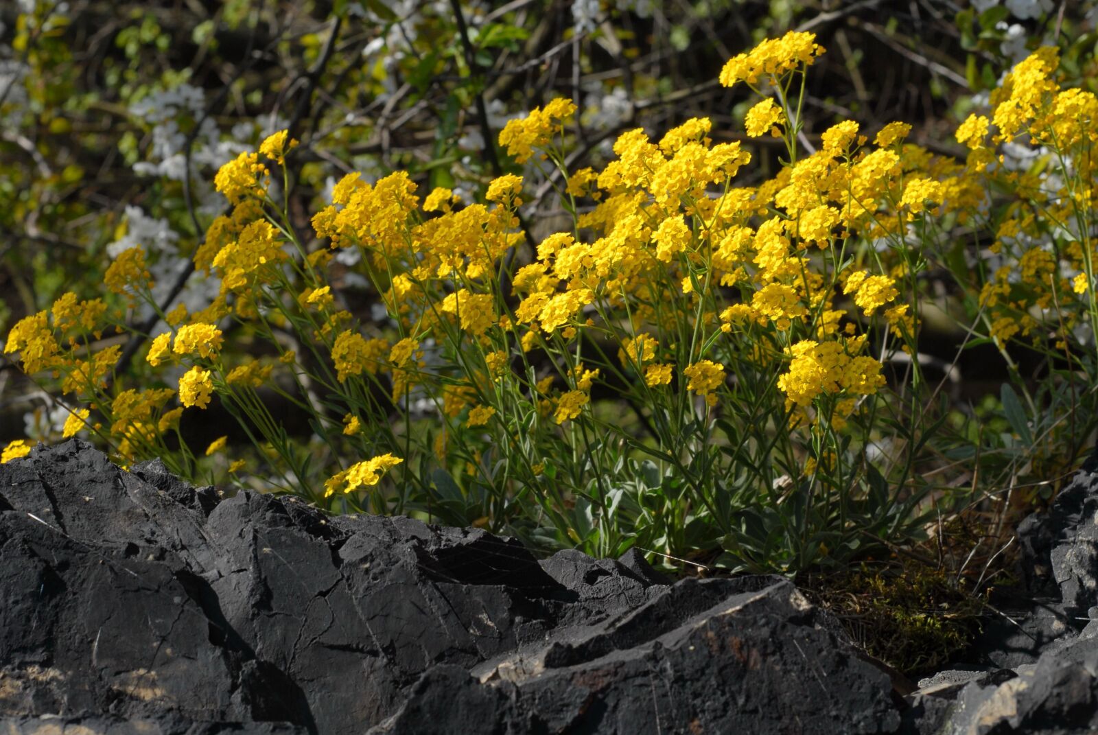 Nikon D200 sample photo. Spring, flowers, wild photography