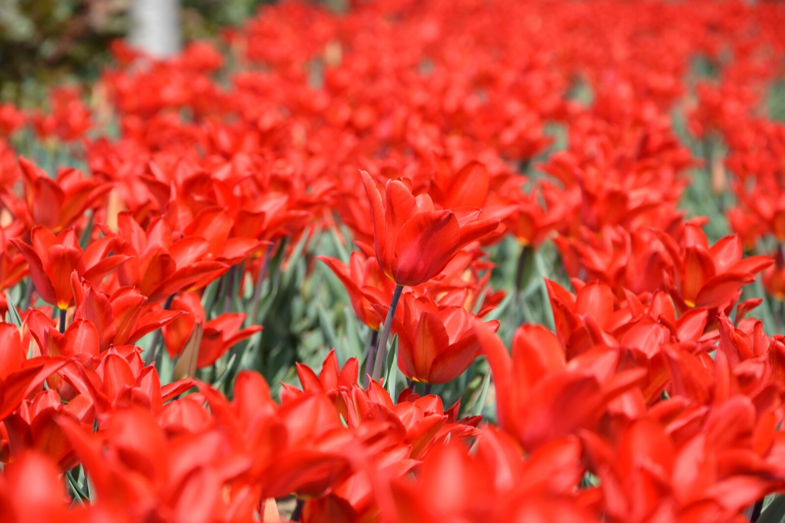 Nikon D7100 sample photo. Tulips, red, macro photography