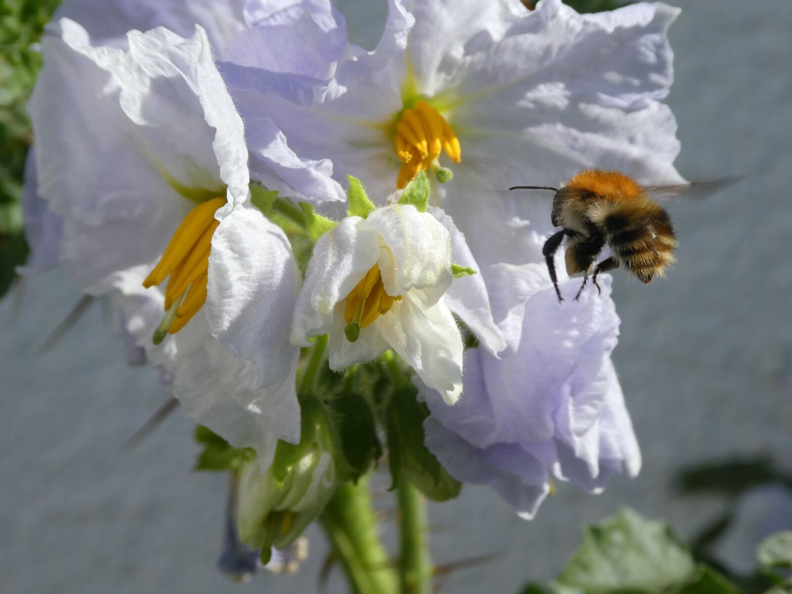 Panasonic DMC-TZ81 sample photo. Approach, bee, hummel photography