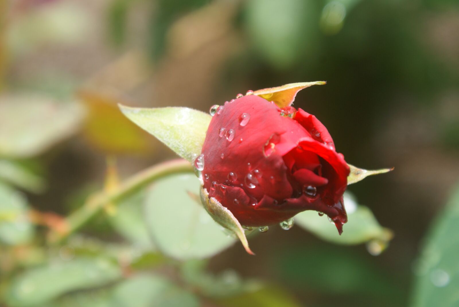 Sony Alpha DSLR-A200 sample photo. Flower, nature, romantic photography