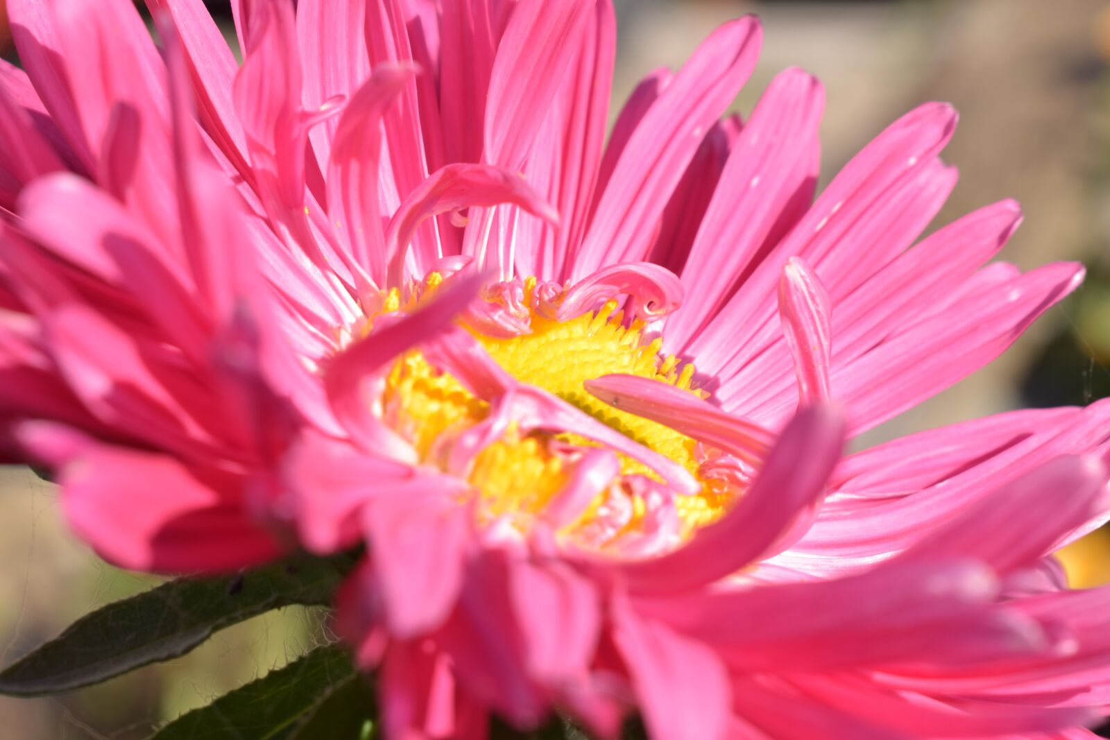 Nikon D3300 sample photo. Flower, morning, summer photography