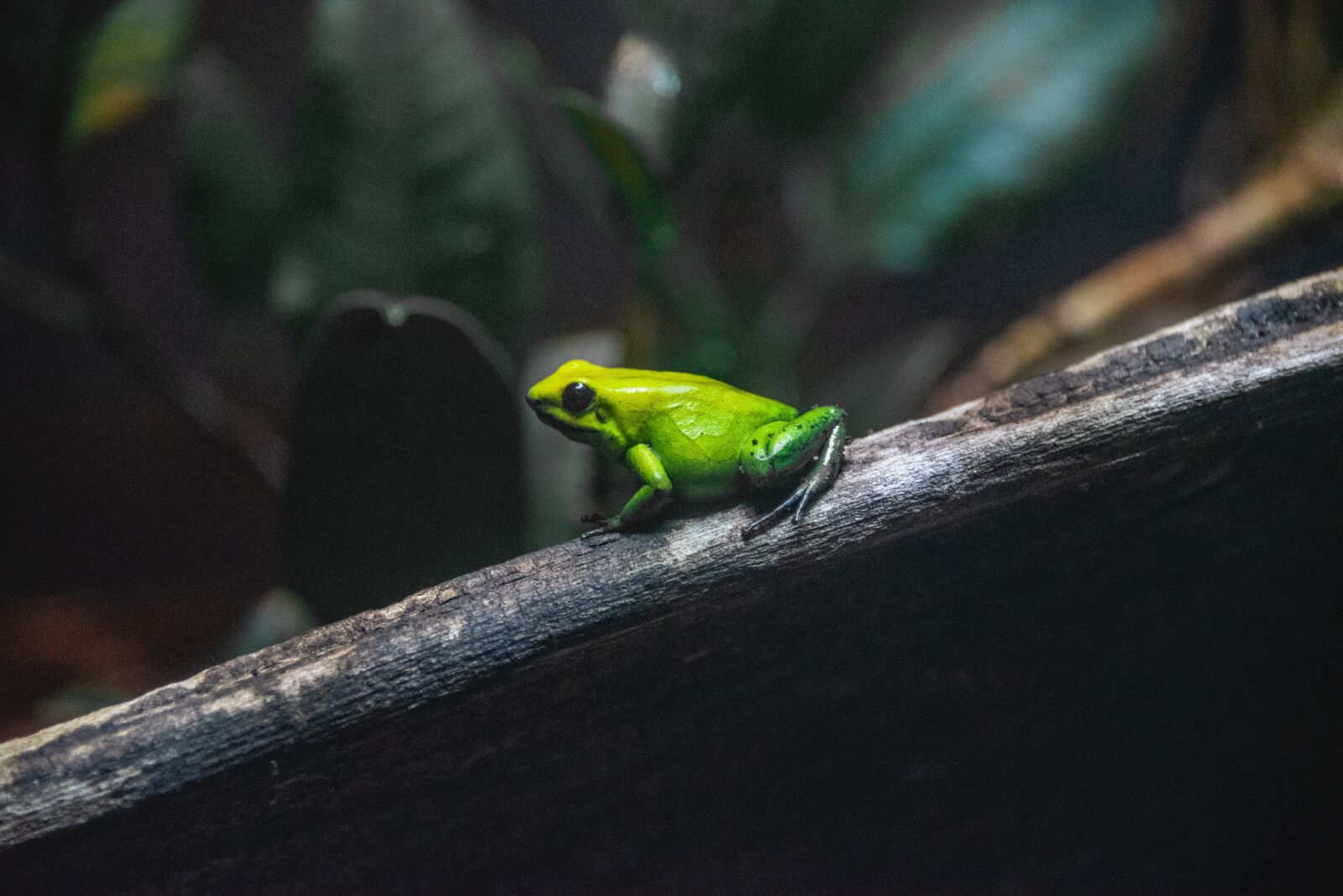 Nikon D750 sample photo. Frog, green, animal photography