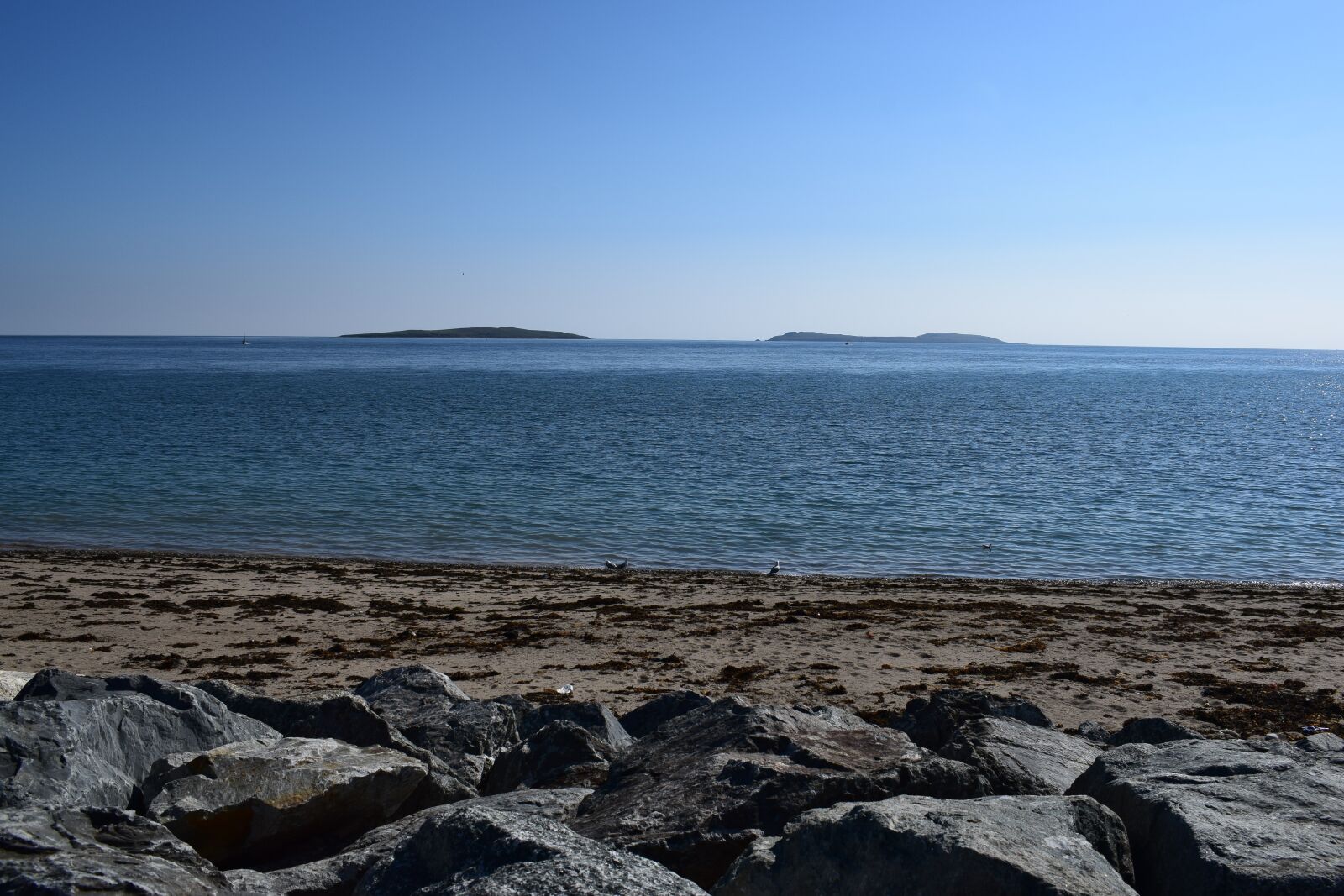 Nikon D3300 sample photo. Sea, beach, seagull photography