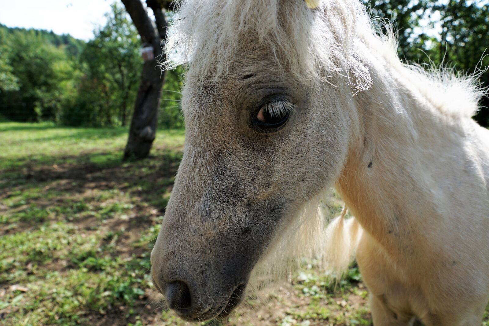 Sony ILCA-77M2 + Sony DT 16-50mm F2.8 SSM sample photo. Pony, horse, white photography