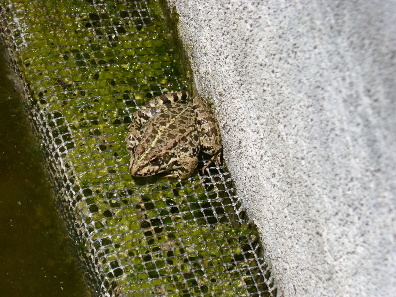 Panasonic DMC-FZ62 sample photo. Frog, raft, batrachian photography