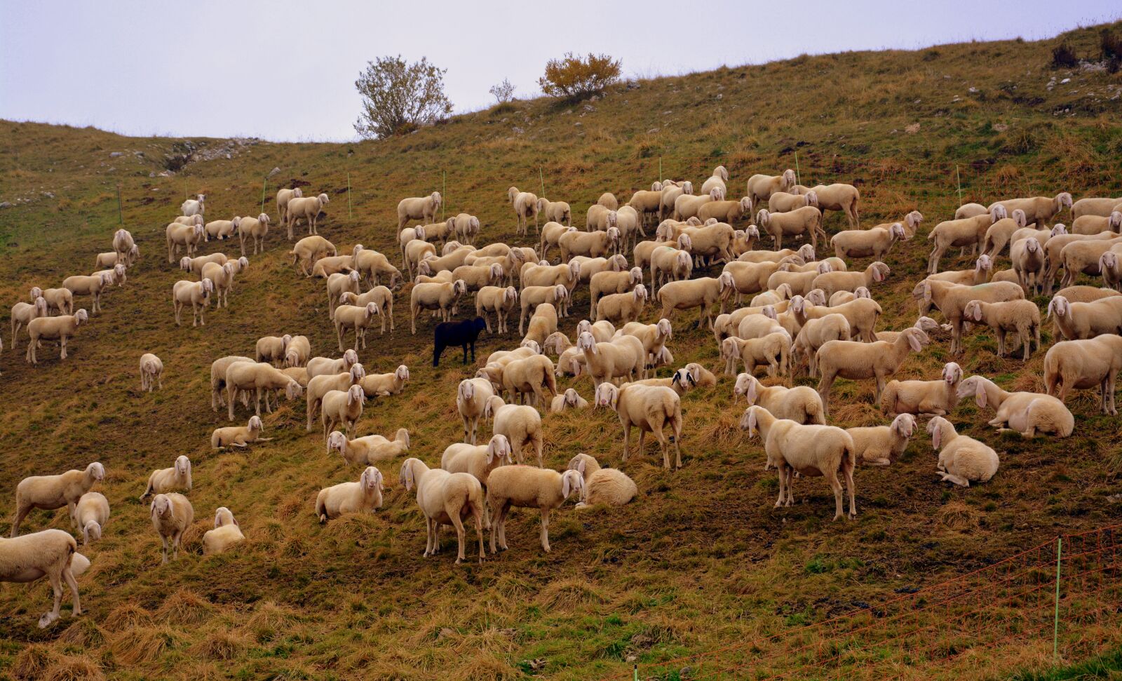 Nikon D7100 sample photo. Flock, sheep, prato photography