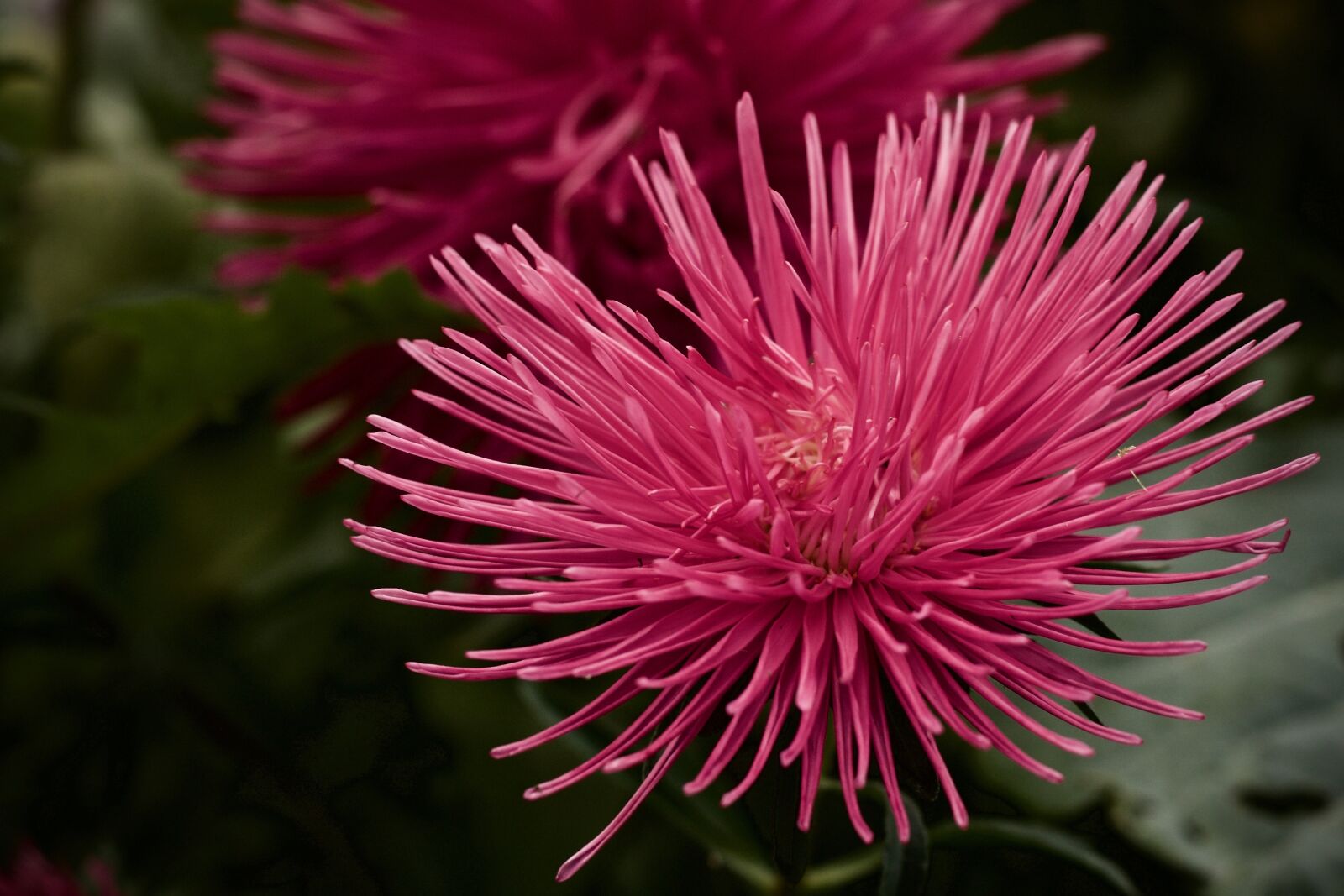 Canon EOS 1100D (EOS Rebel T3 / EOS Kiss X50) + Canon EF 50mm F1.8 STM sample photo. Flower, garden, pink photography