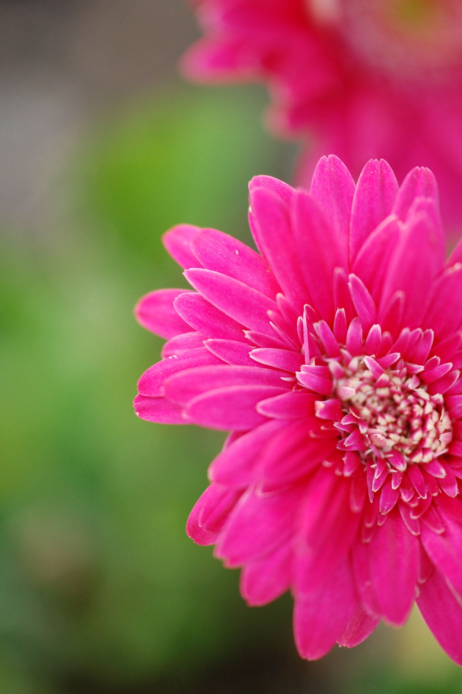 Nikon D40 sample photo. Blur, close, up, flower photography