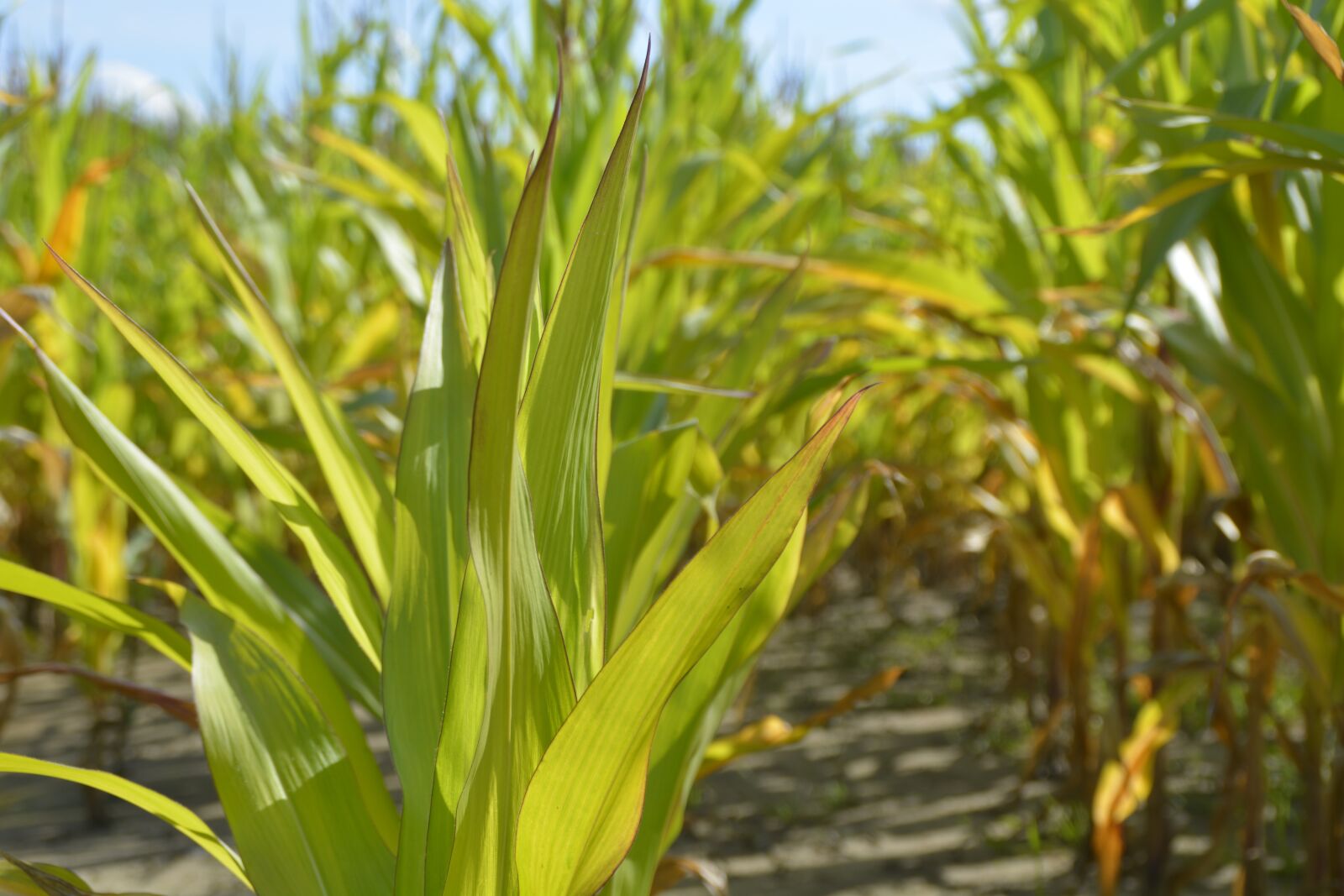 Nikon D5200 sample photo. Corn, plant, young photography