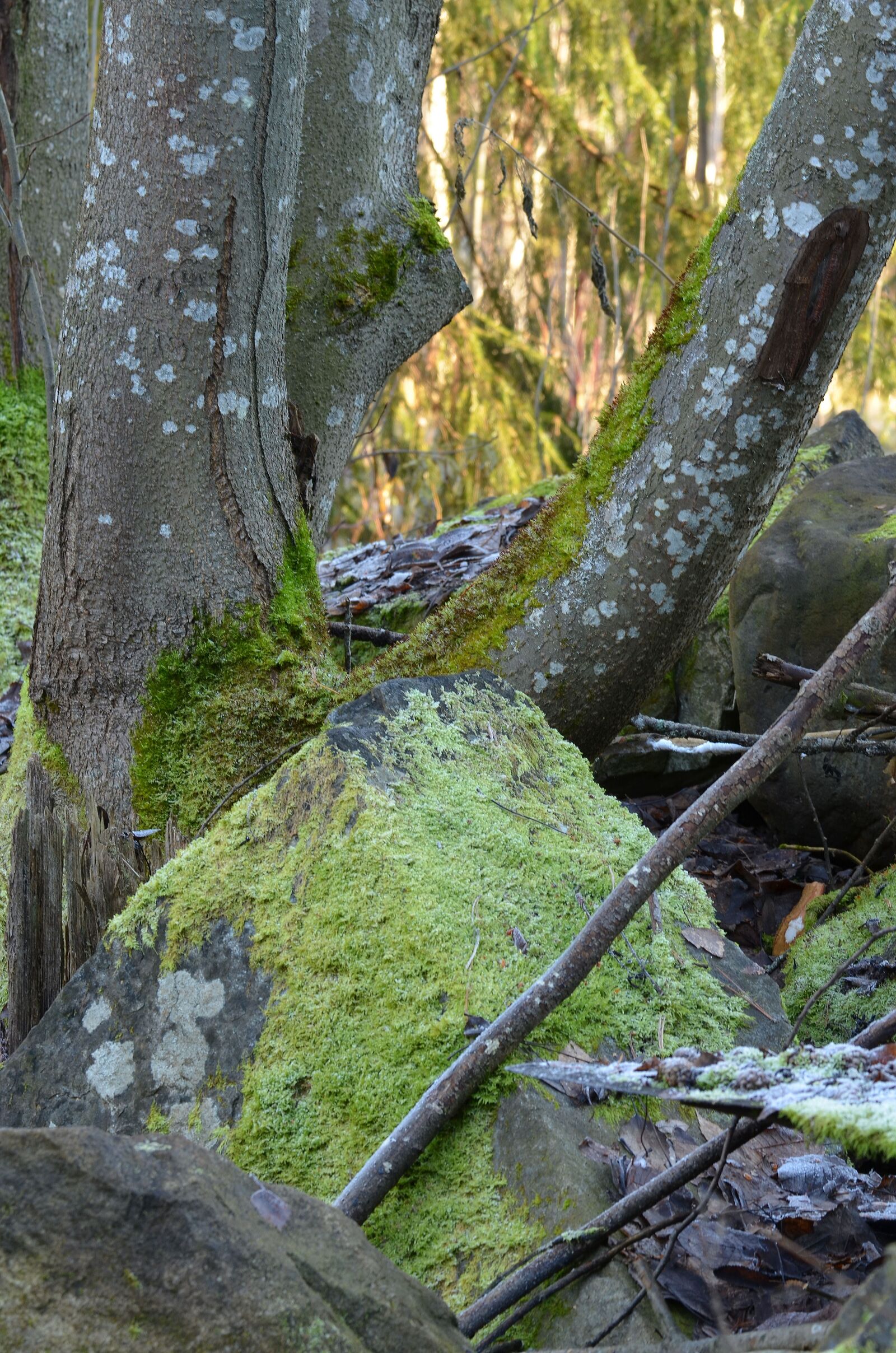 Nikon D5100 sample photo. Moss, tree, stone photography