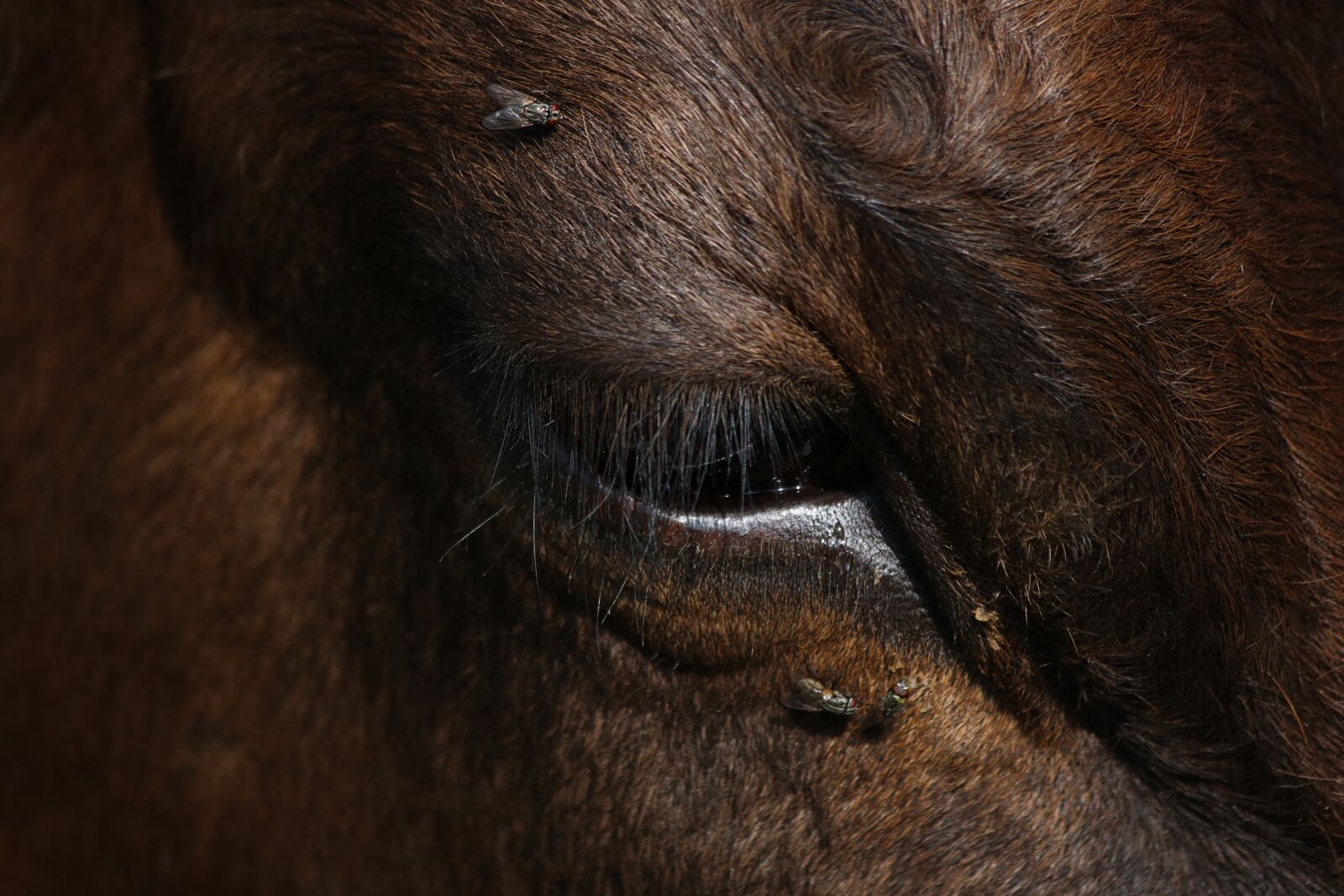 Canon EOS 750D (EOS Rebel T6i / EOS Kiss X8i) + Canon EF 70-300mm F4-5.6 IS USM sample photo. Cow, eye, animal photography