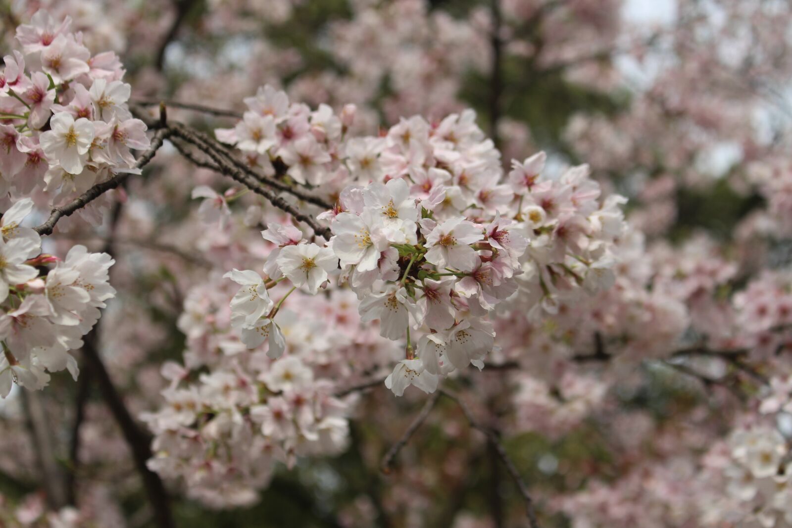 Canon EOS 700D (EOS Rebel T5i / EOS Kiss X7i) sample photo. Cherry blossom, tree, spring photography