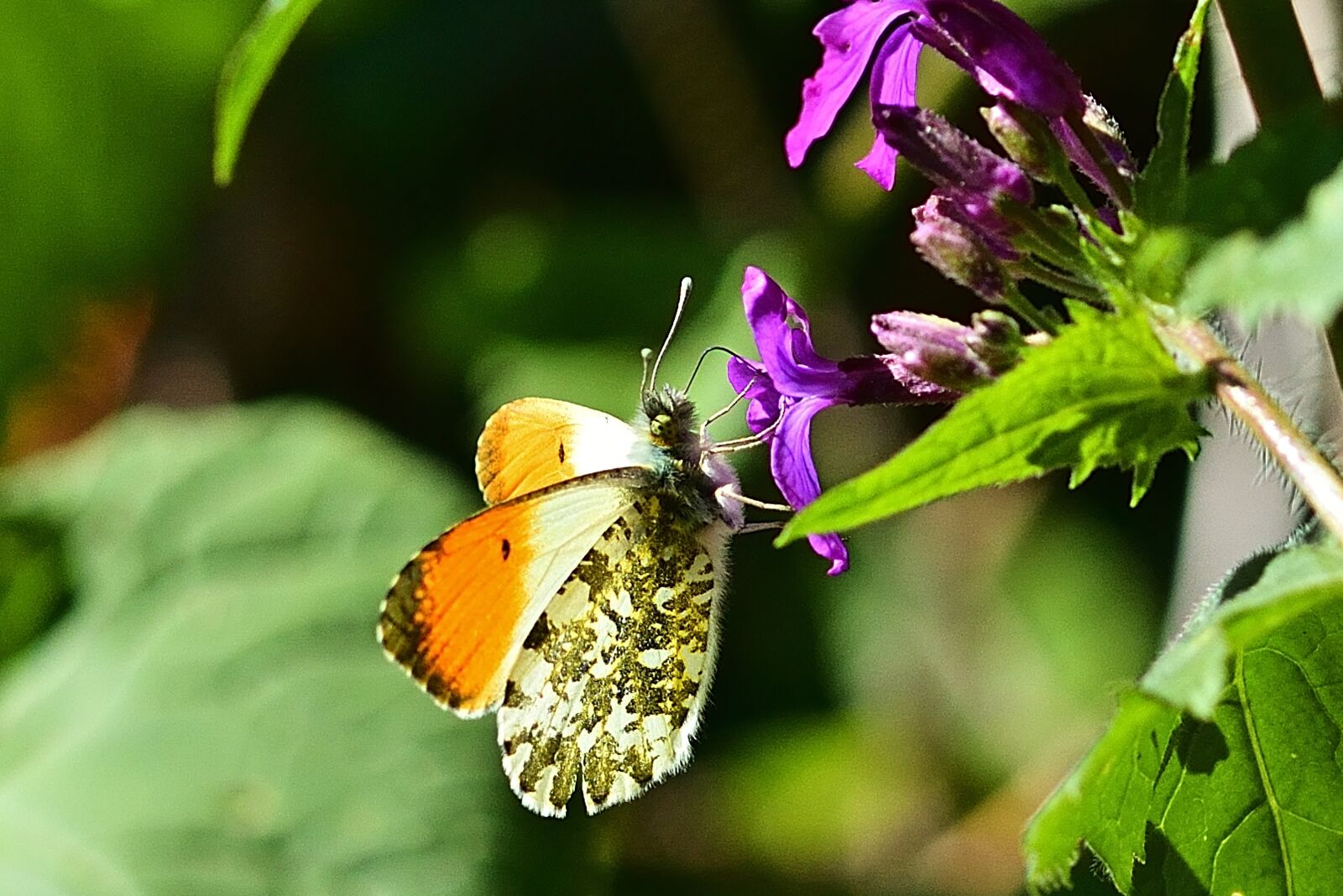 Nikon D5200 sample photo. Forest, aurora butterfly, butterflies photography