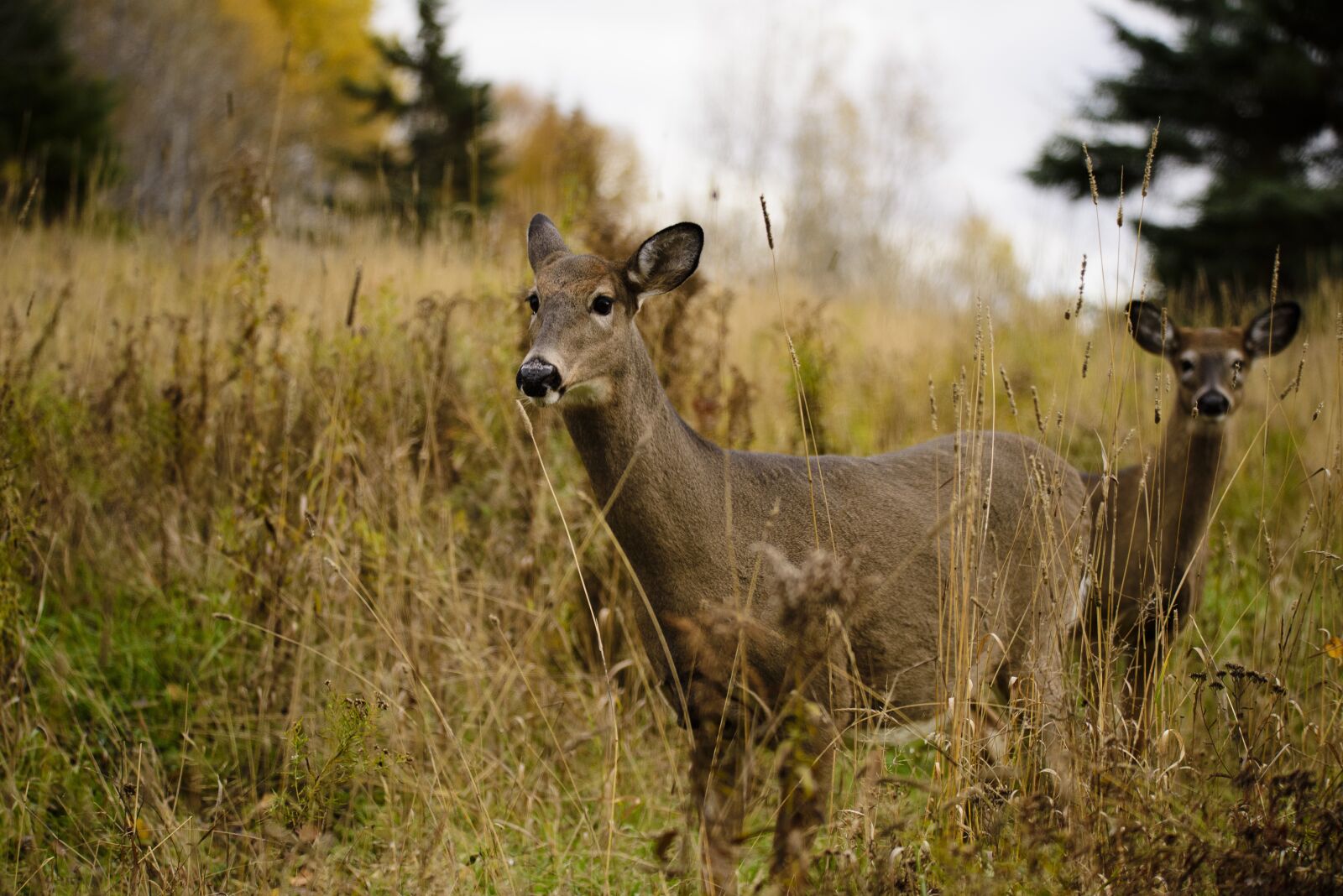 Nikon D810 sample photo. Deer, nature, animals photography