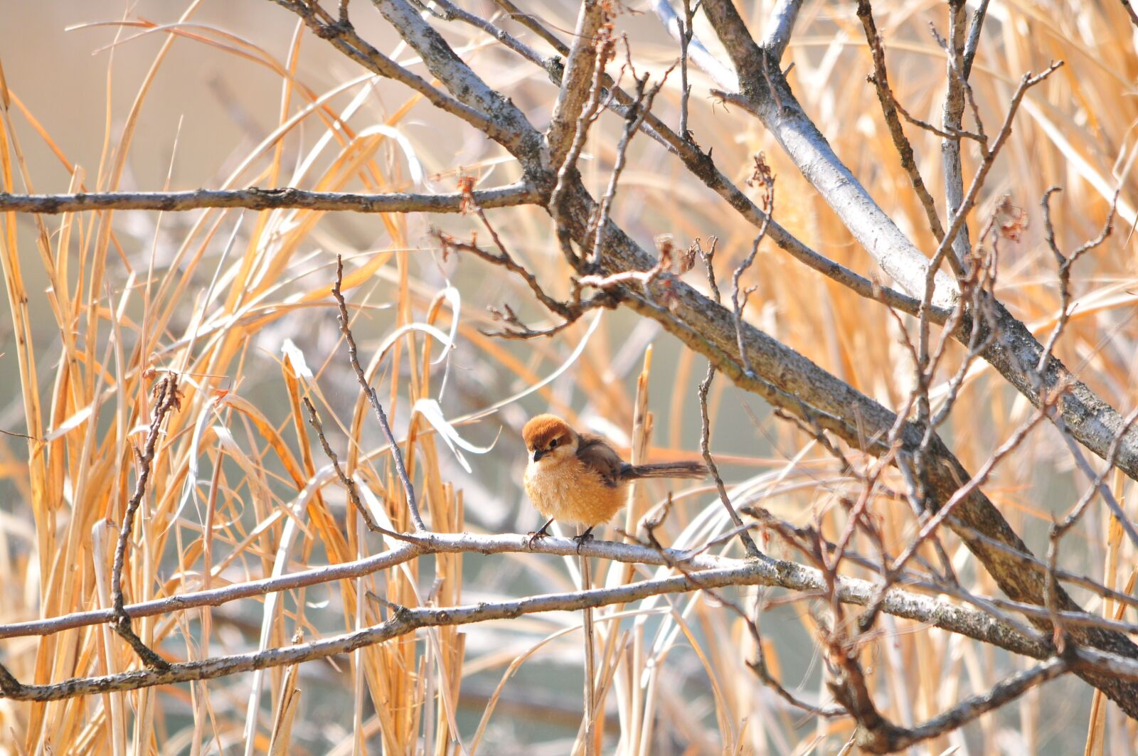 Nikon D300 sample photo. Natural, bird, wood photography
