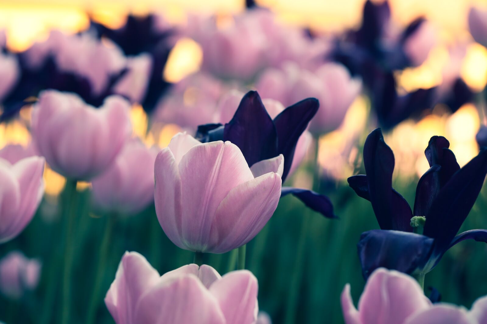 Canon EOS R sample photo. Flowers, tulips, blossom photography