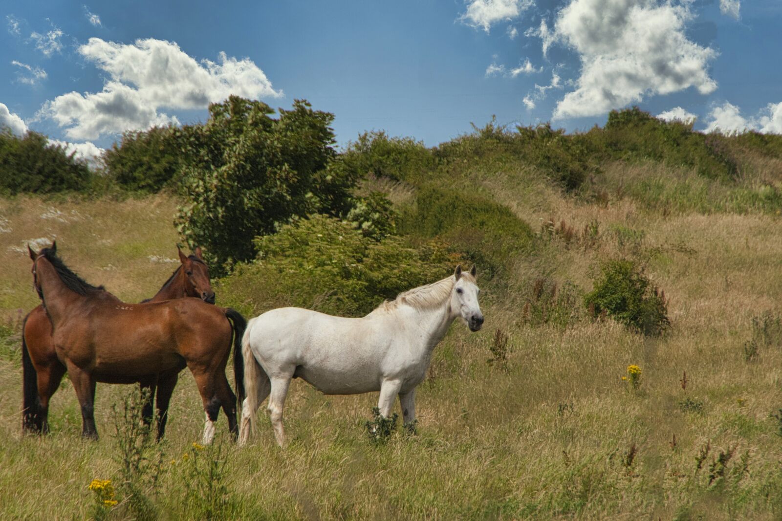 Canon EOS 400D (EOS Digital Rebel XTi / EOS Kiss Digital X) sample photo. Horses, meadow, animal photography