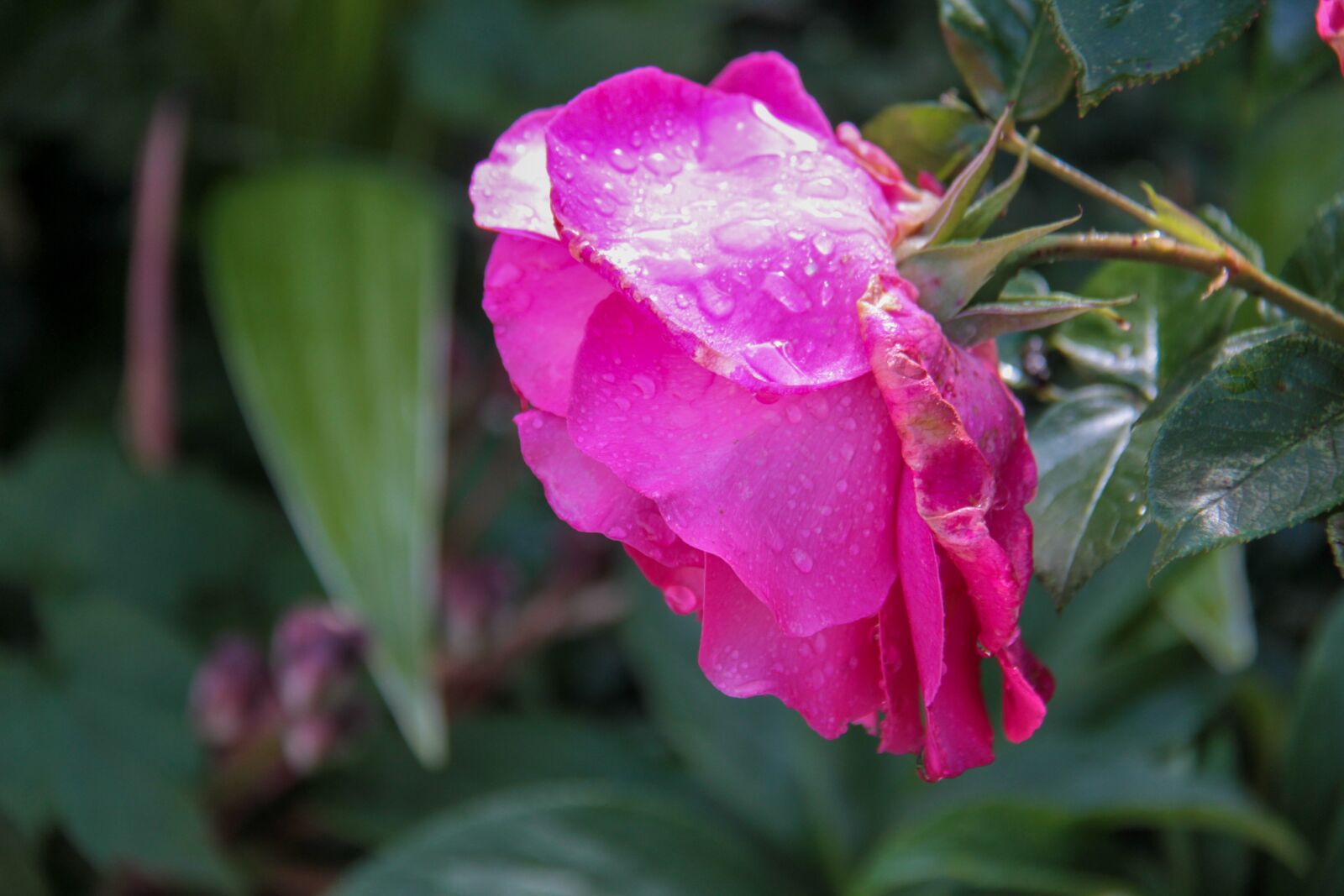 Canon EOS 7D sample photo. Pink, flower, spring photography