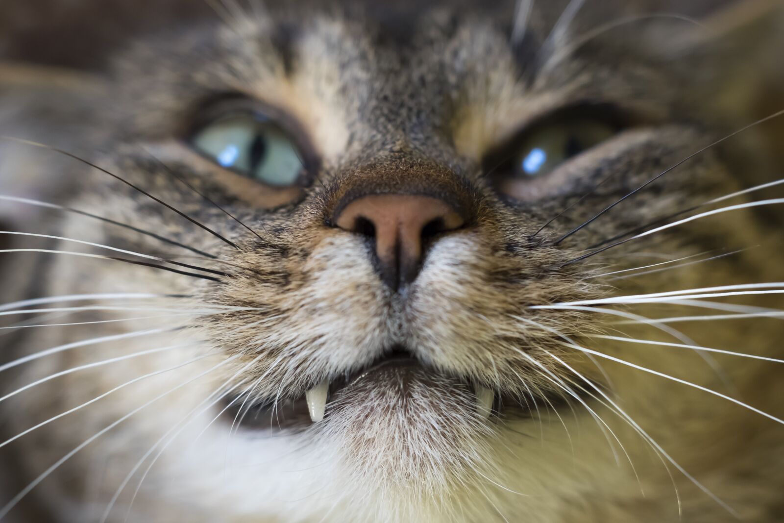 Fujifilm X-T10 sample photo. Cat, animal, animals photography
