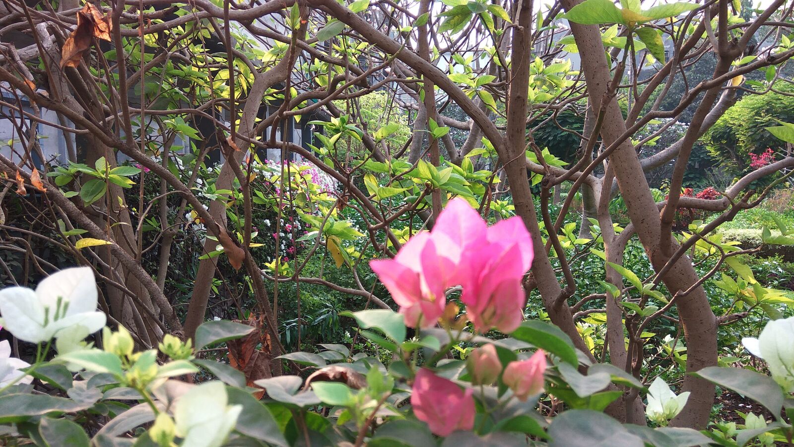 Xiaomi Redmi Note3 sample photo. Garden, flower, pink photography