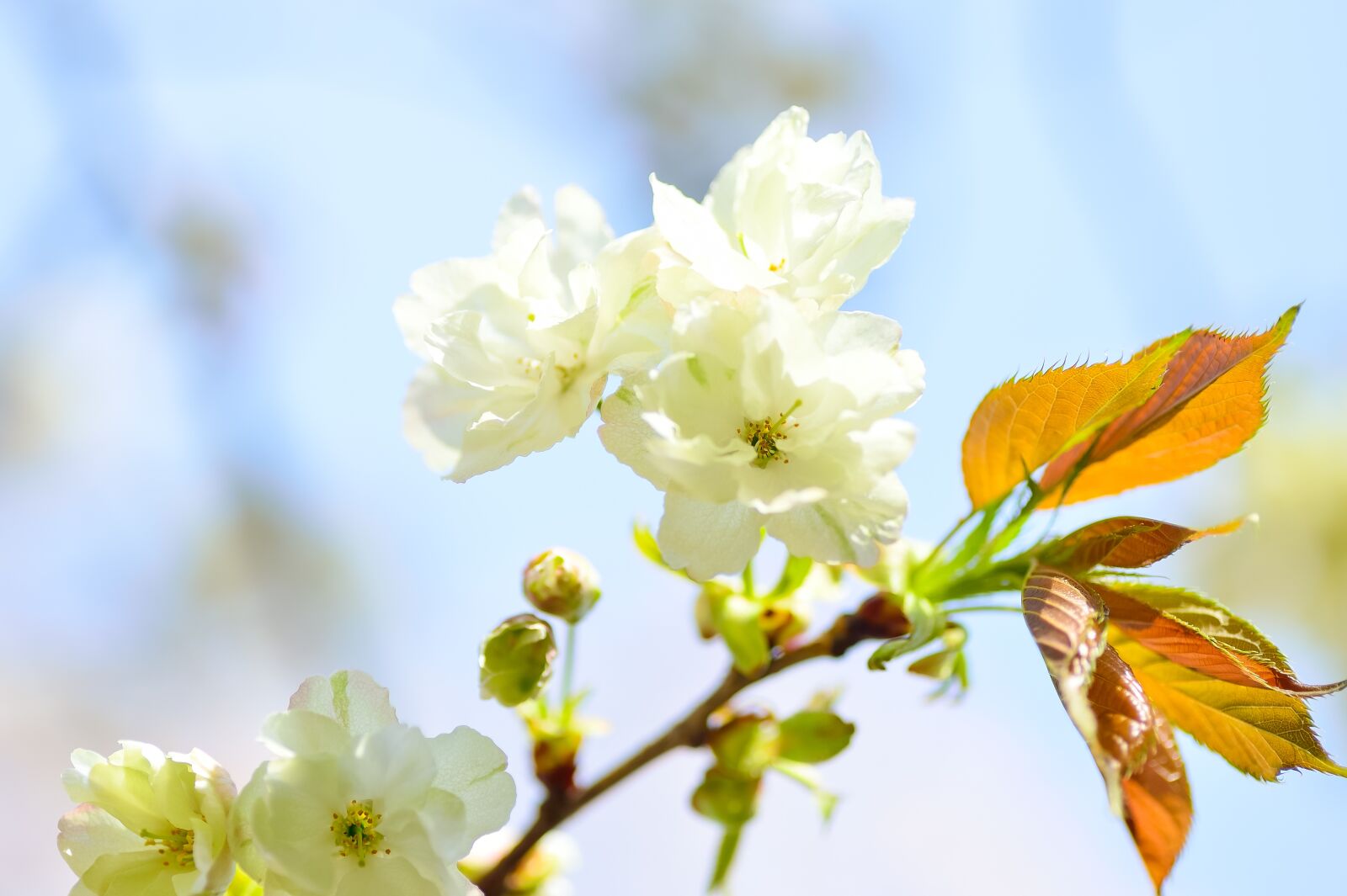 Nikon Df sample photo. Flowers, natural, cherry photography