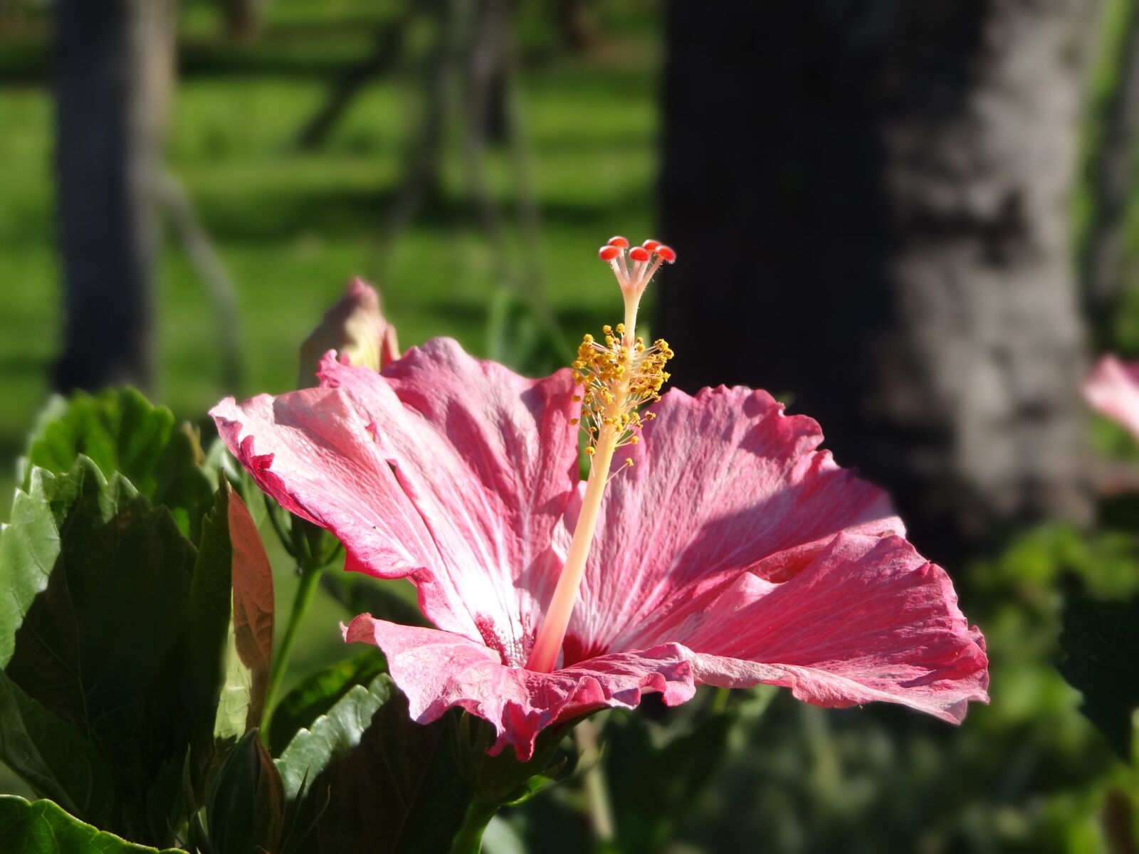 Sony Cyber-shot DSC-HX100V sample photo. Flower, hibiscus, rosa photography