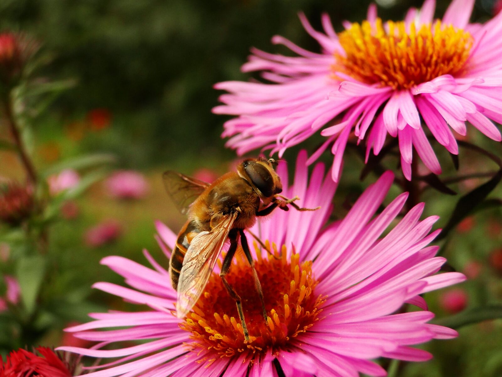 Sony Cyber-shot DSC-HX1 sample photo. Nature, flower, plant photography
