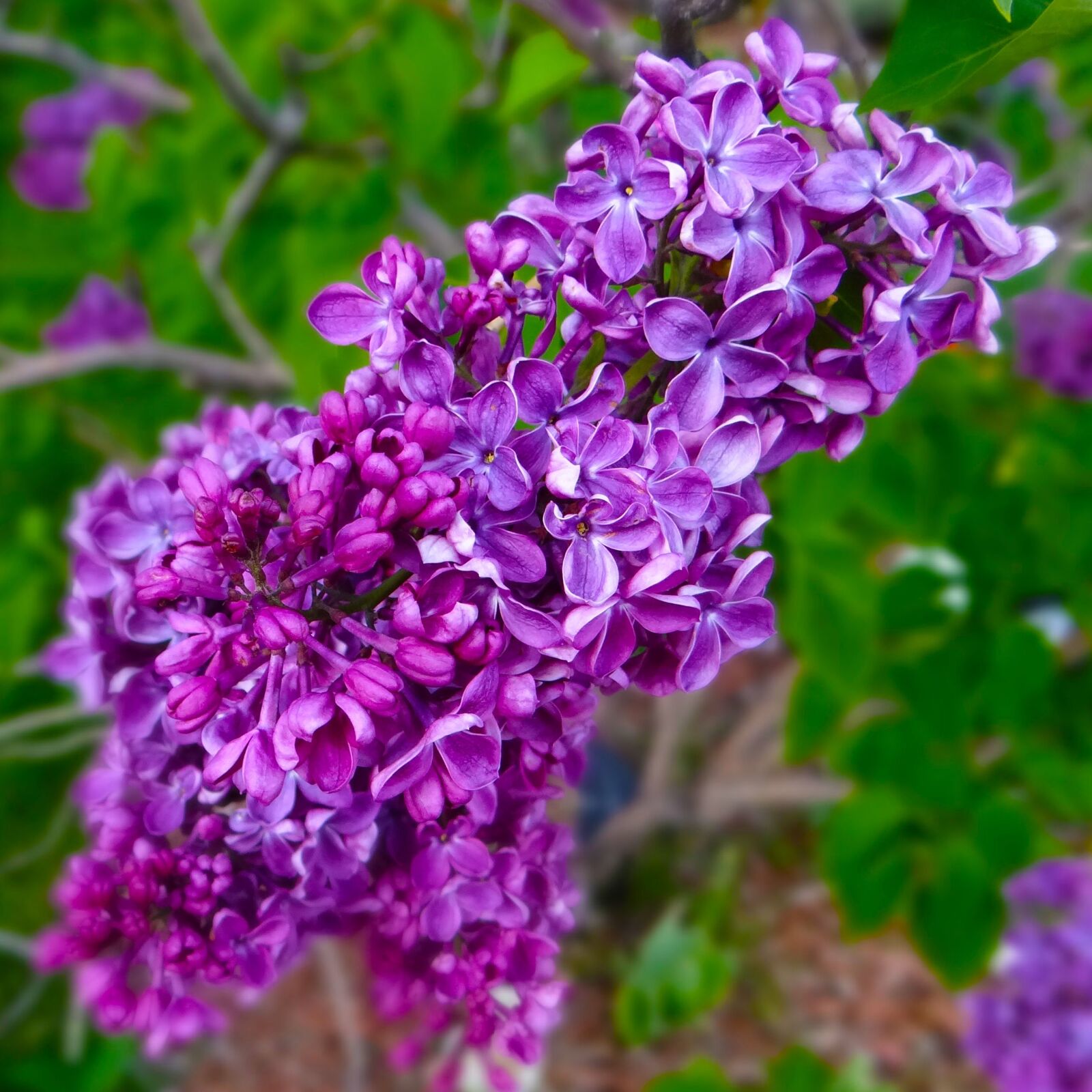 Sony DSC-HX200V sample photo. Lilacs, spring, purple photography