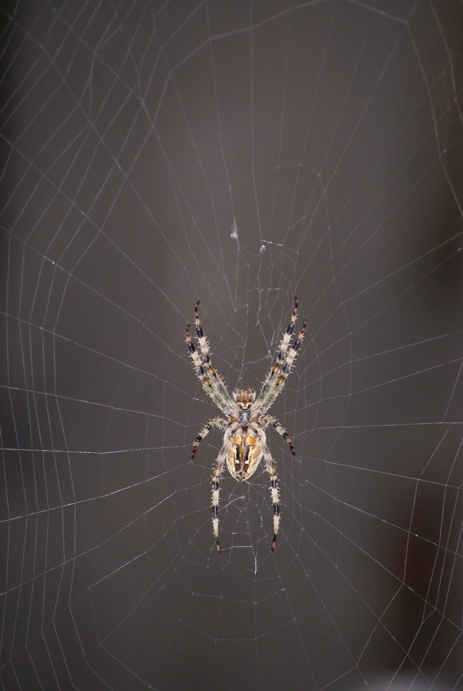 Sony Alpha DSLR-A230 sample photo. Spider, cobweb, araneus photography