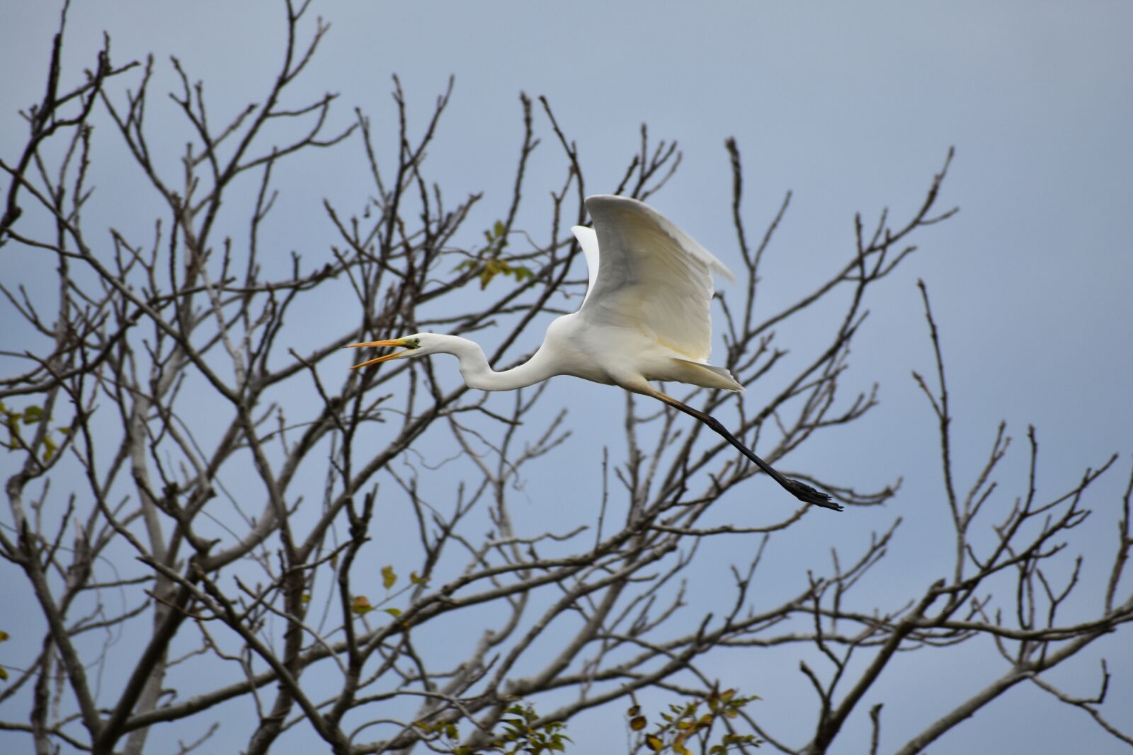 Nikon D7200 sample photo. Animal, sky, wood photography