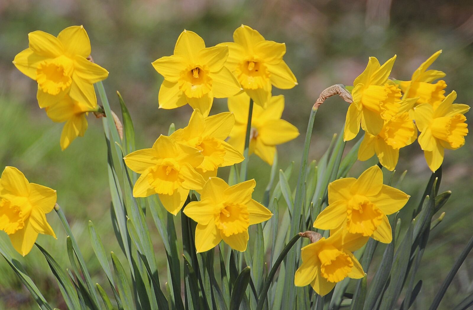 Canon EOS 600D (Rebel EOS T3i / EOS Kiss X5) sample photo. Narcissus pseudonarcissus, daffodil, flowering photography