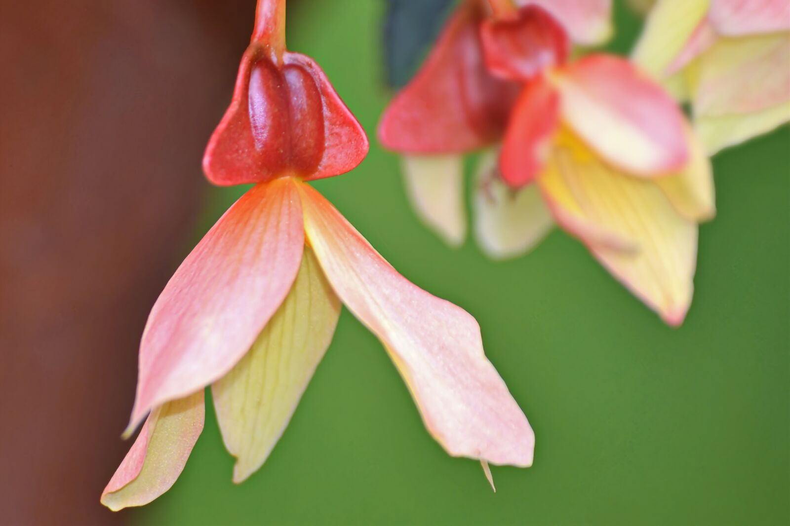Nikon D3100 sample photo. Flowers, petals, pink photography
