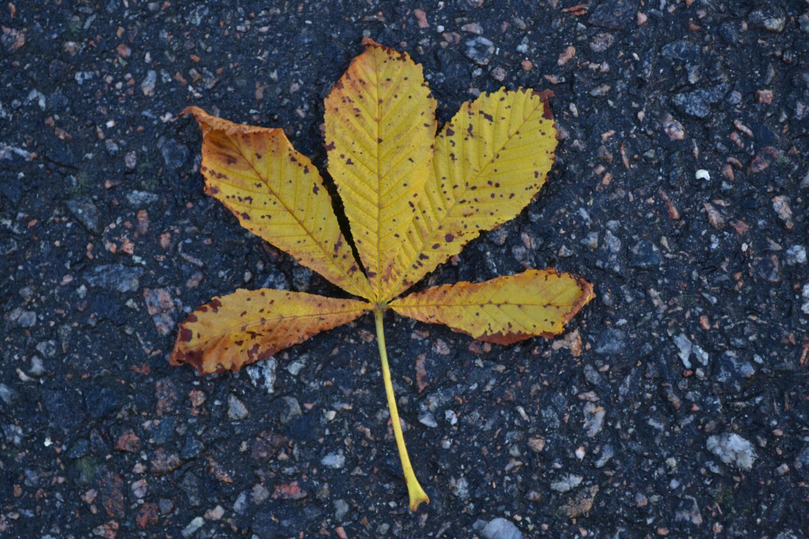 Nikon D3100 sample photo. Autumn leaves, leave, tree photography