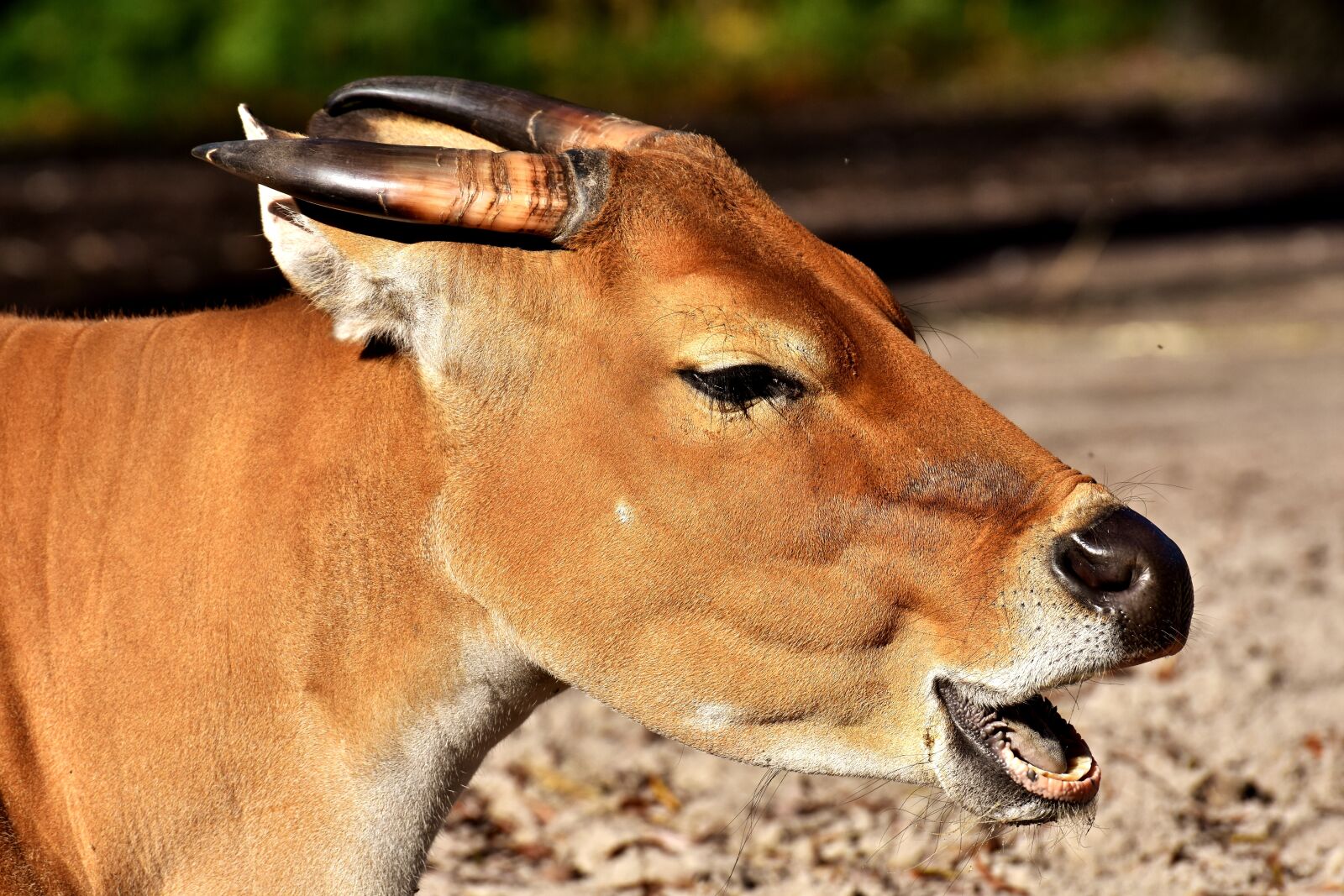 Nikon D7200 sample photo. Banteng, beef, bos javanicus photography