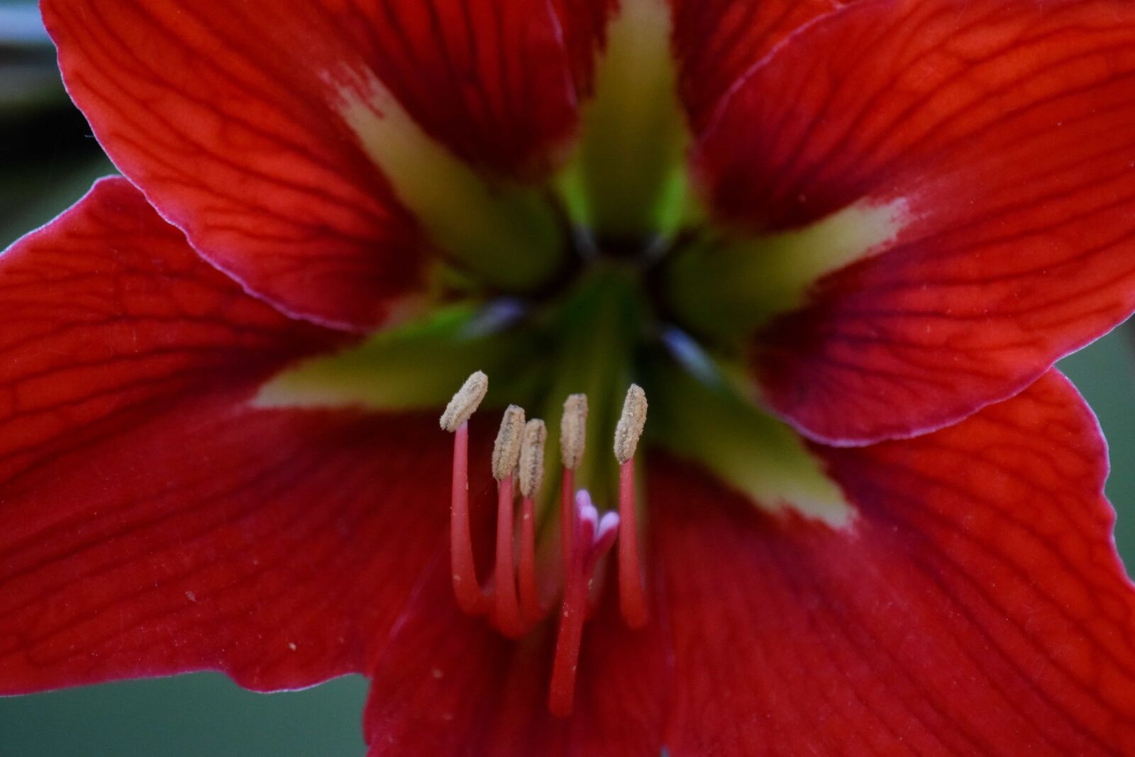 Nikon D5500 sample photo. Amaryllis, horticulture, macro, petals photography