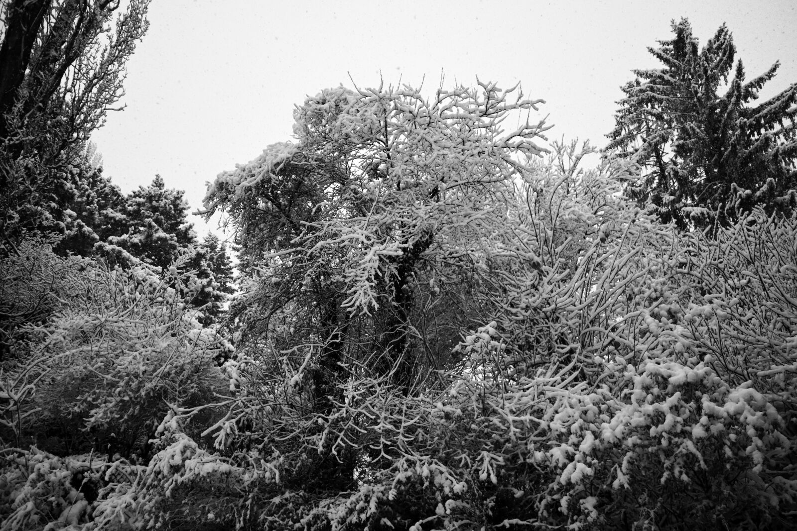 Canon EOS M6 sample photo. Greyscale, photography, of, trees photography