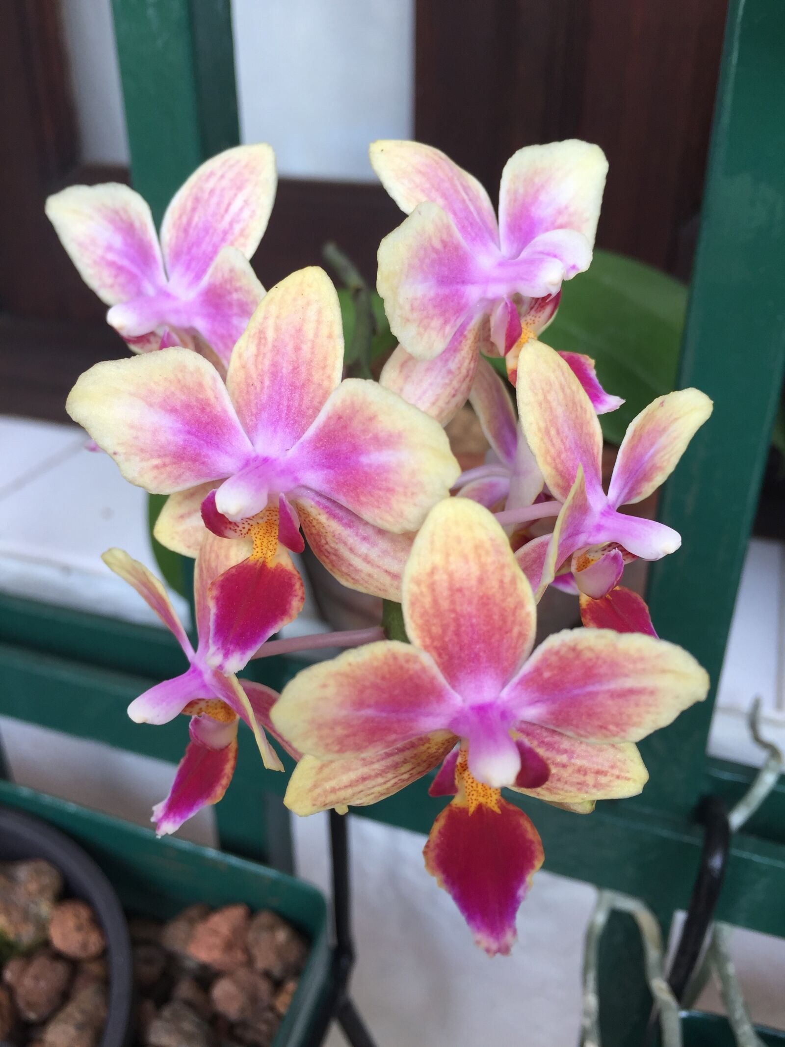 iPhone 6 Plus back camera 4.15mm f/2.2 sample photo. Flower, flora, tropical photography