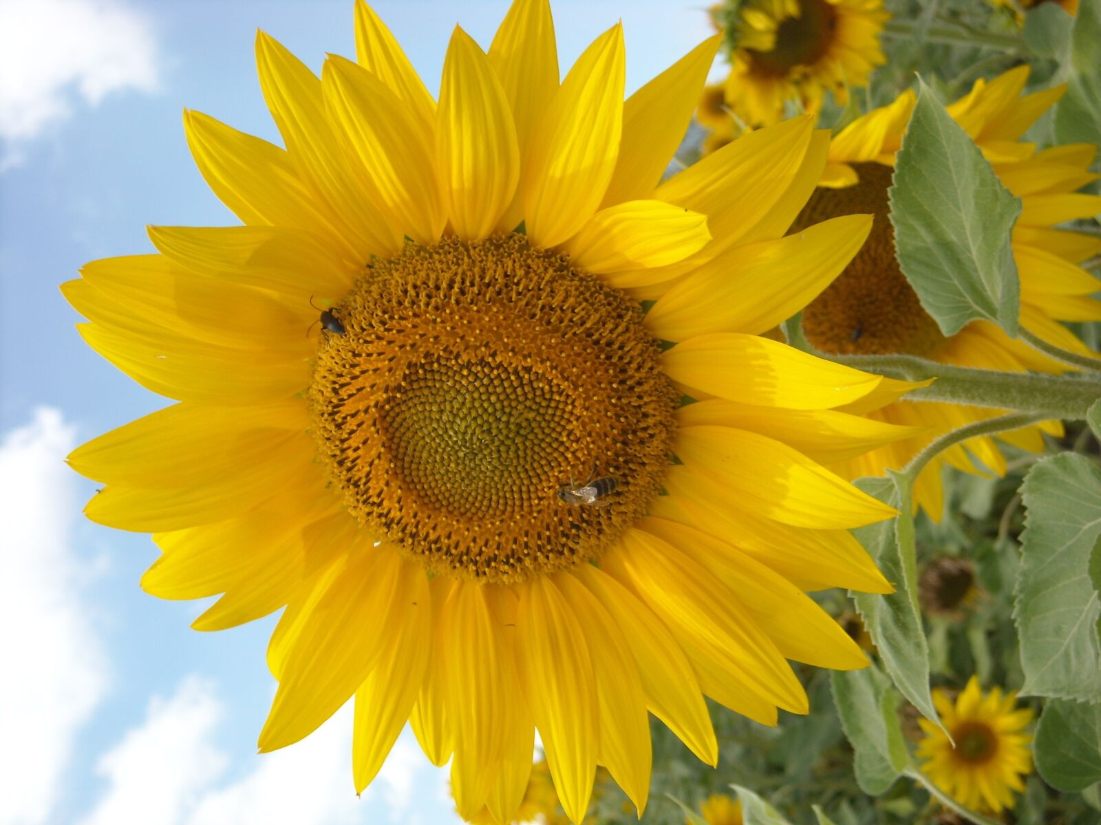 Nikon COOLPIX L15 sample photo. Sunflower, nature, yellow photography