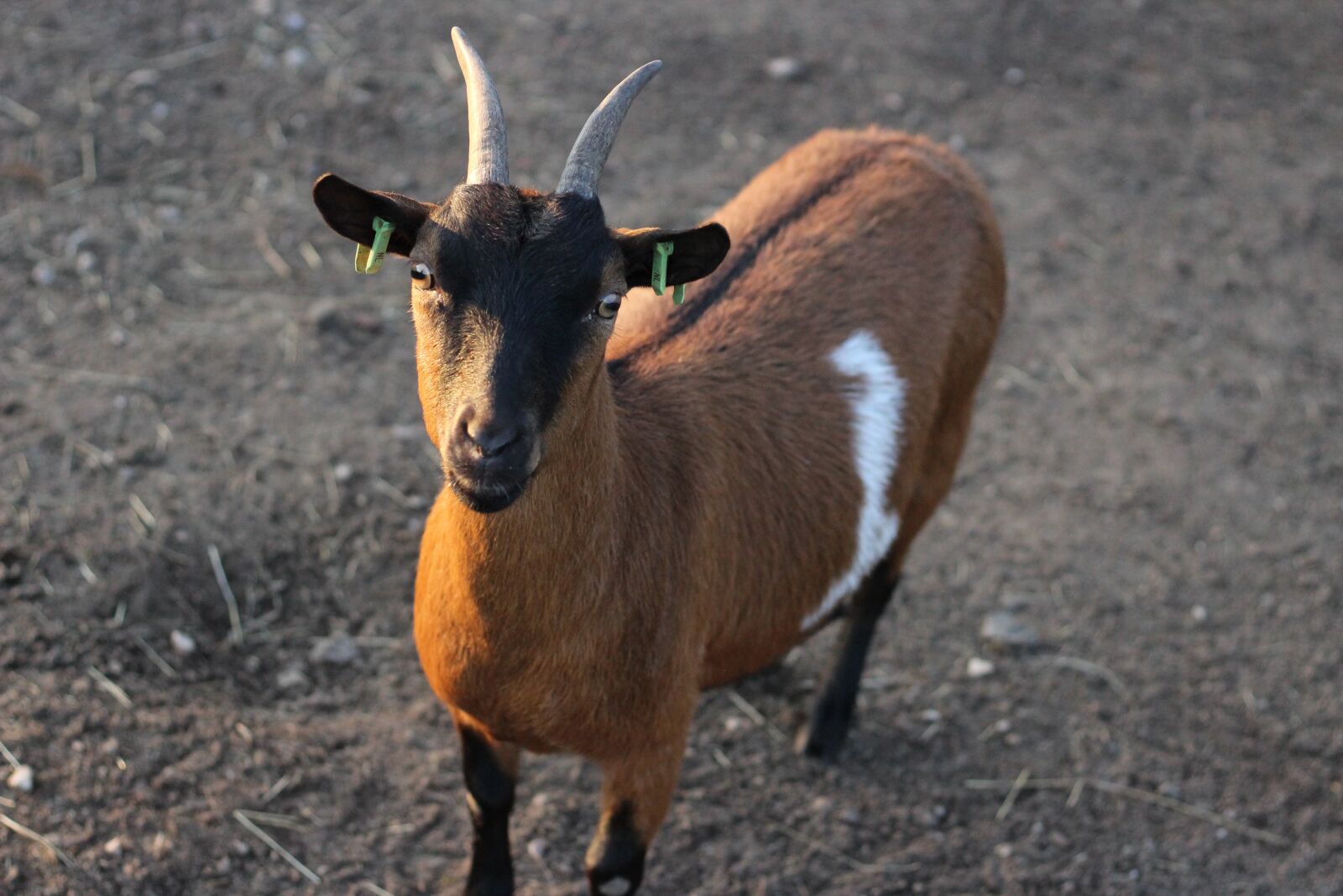 Canon EF 50mm F1.8 STM sample photo. Animal, goat, horns photography